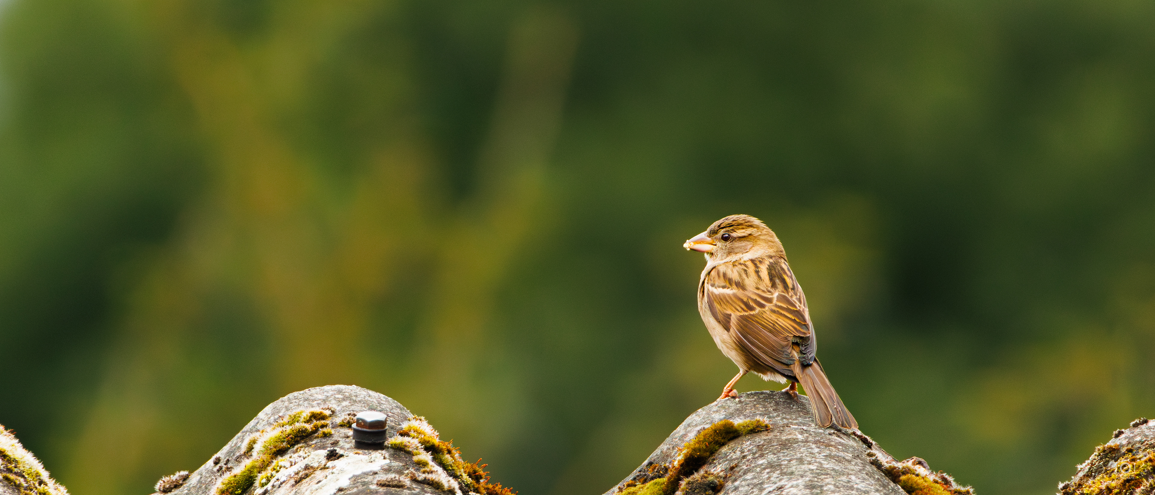 Huismus op dak van schuur