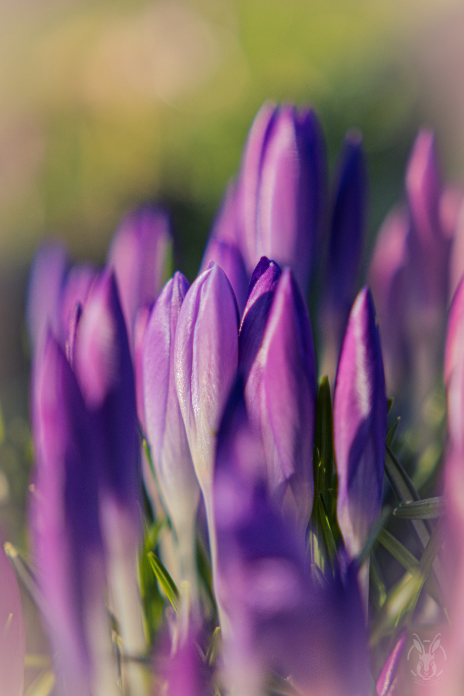 Krokus
