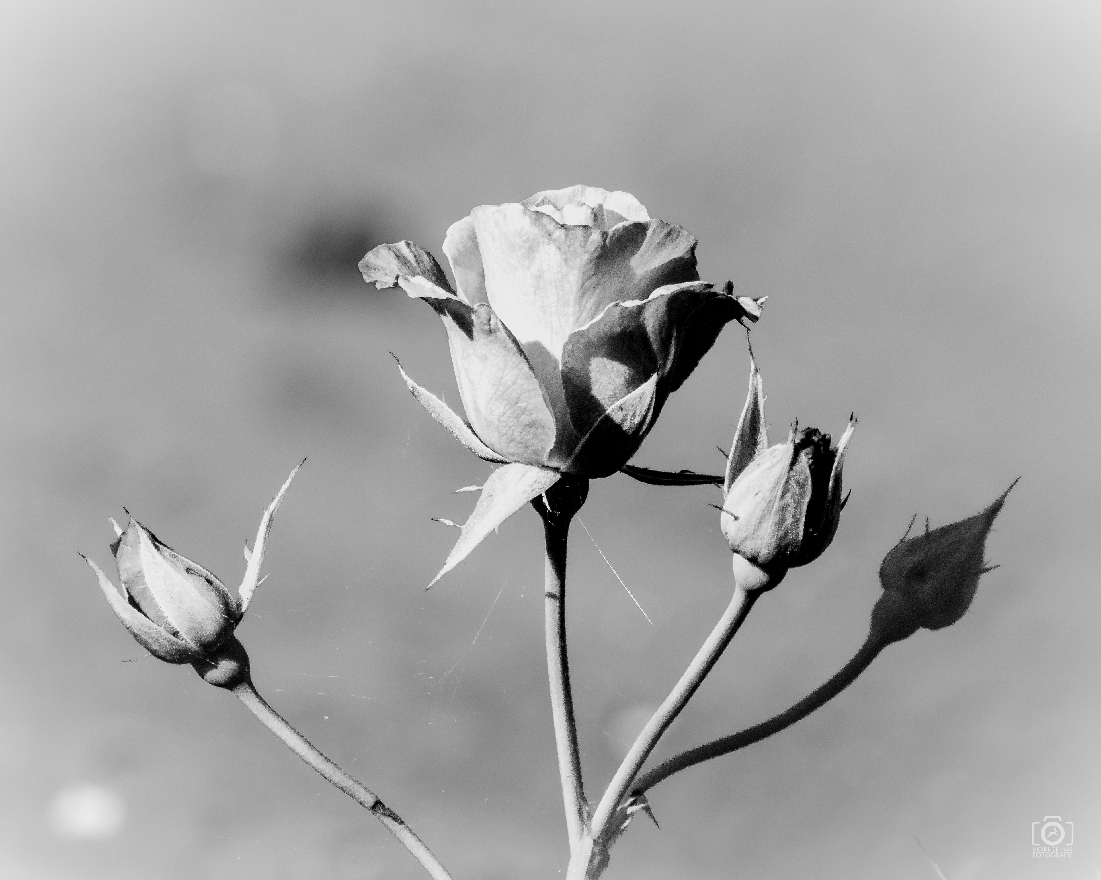 Roses are...