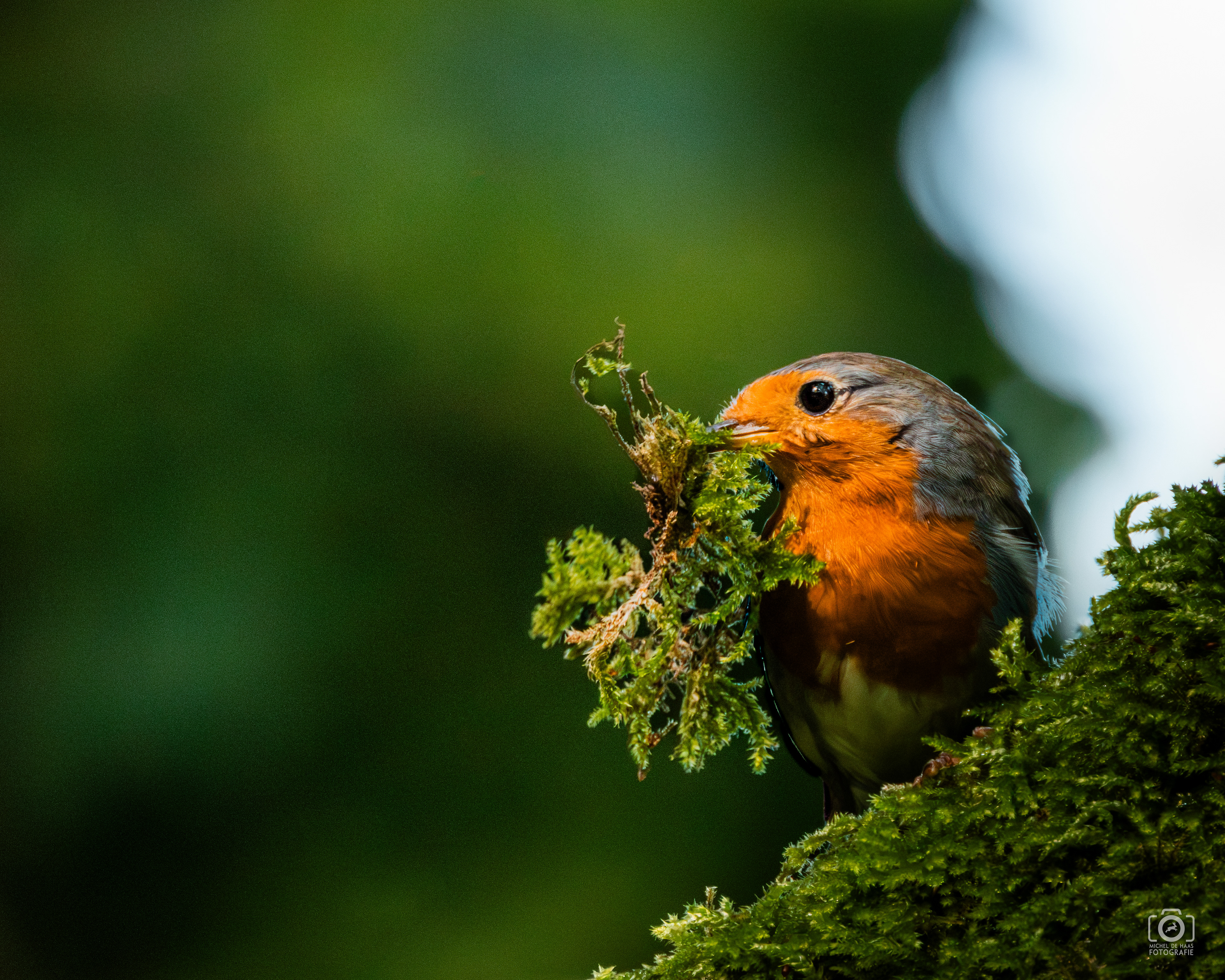 Roodborst