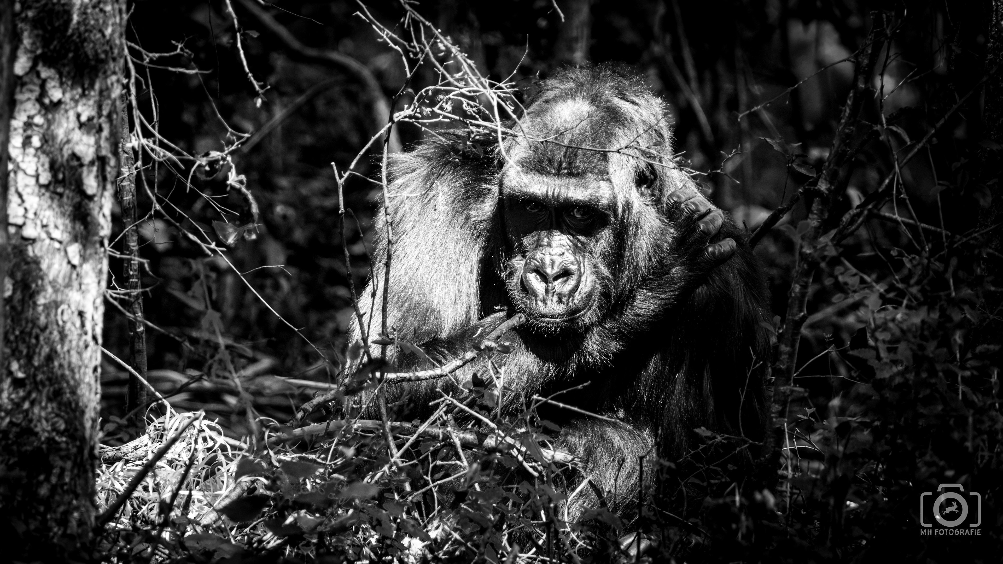 Gorilla