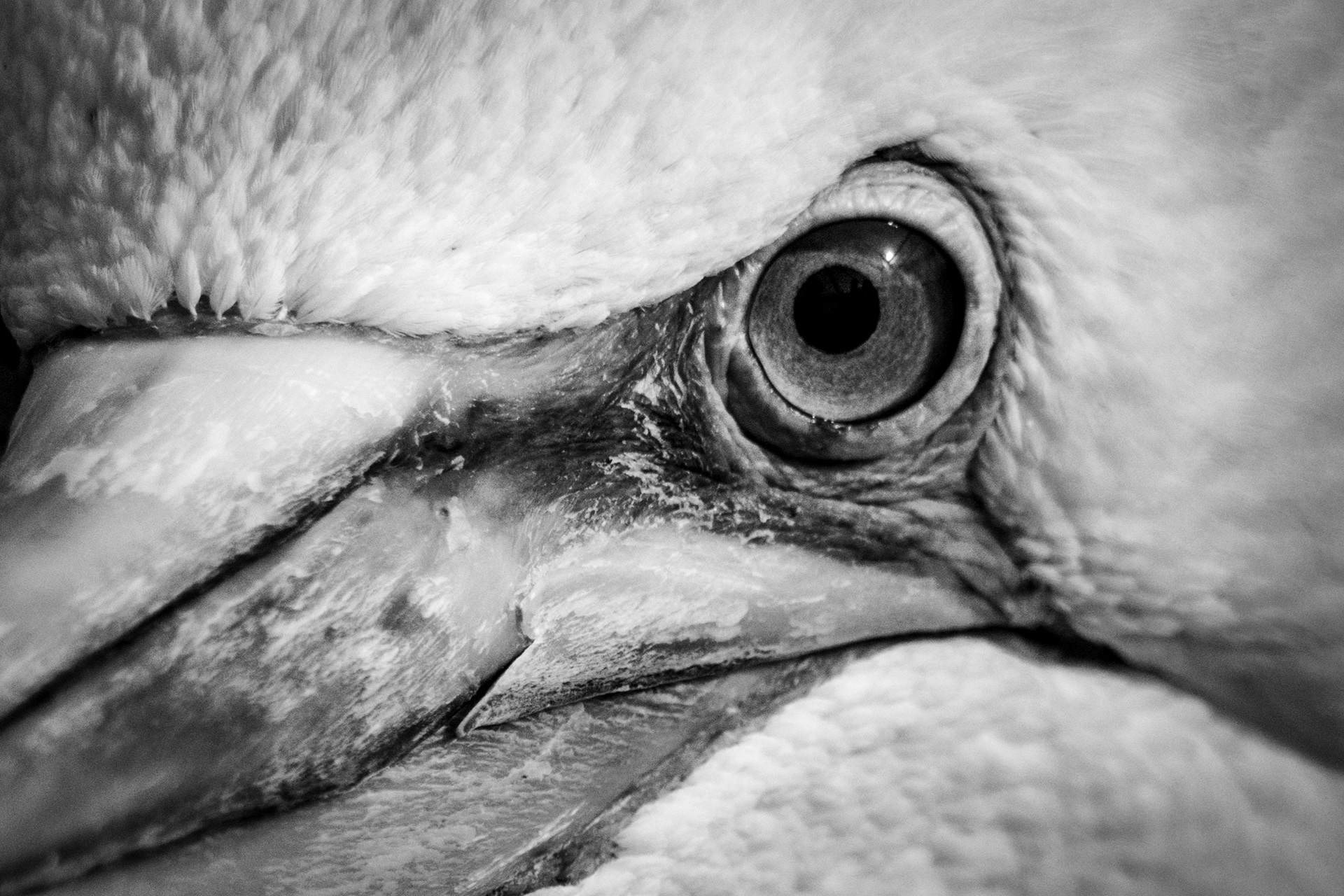 Oog (Jan van Gent)