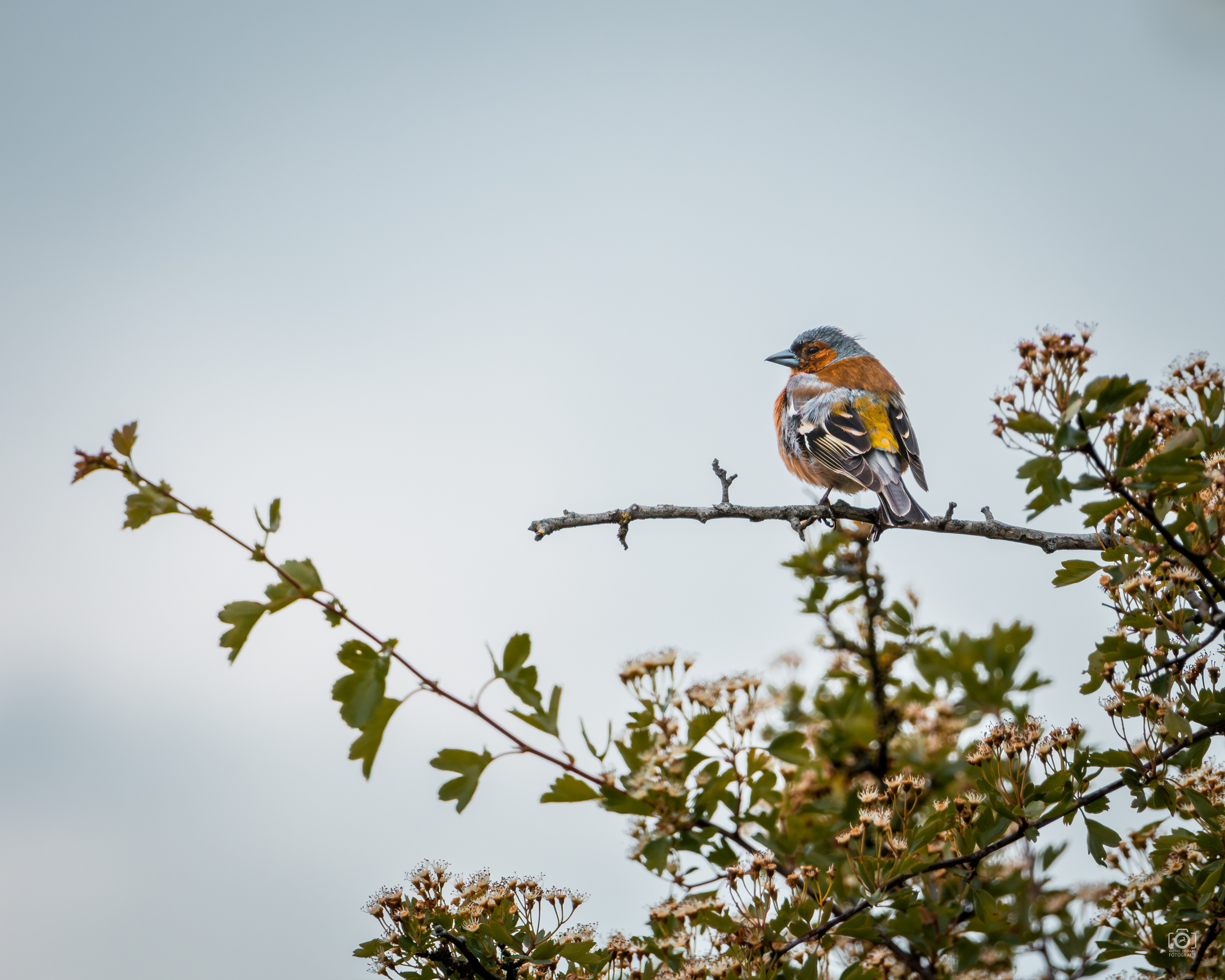 Vink