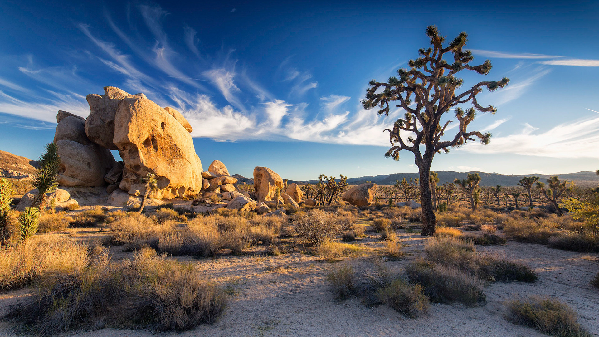 Joshua Tree National Park, California