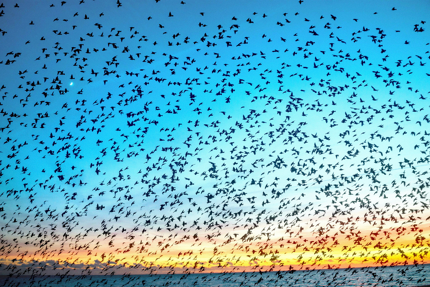 Murmuration of Starlings 