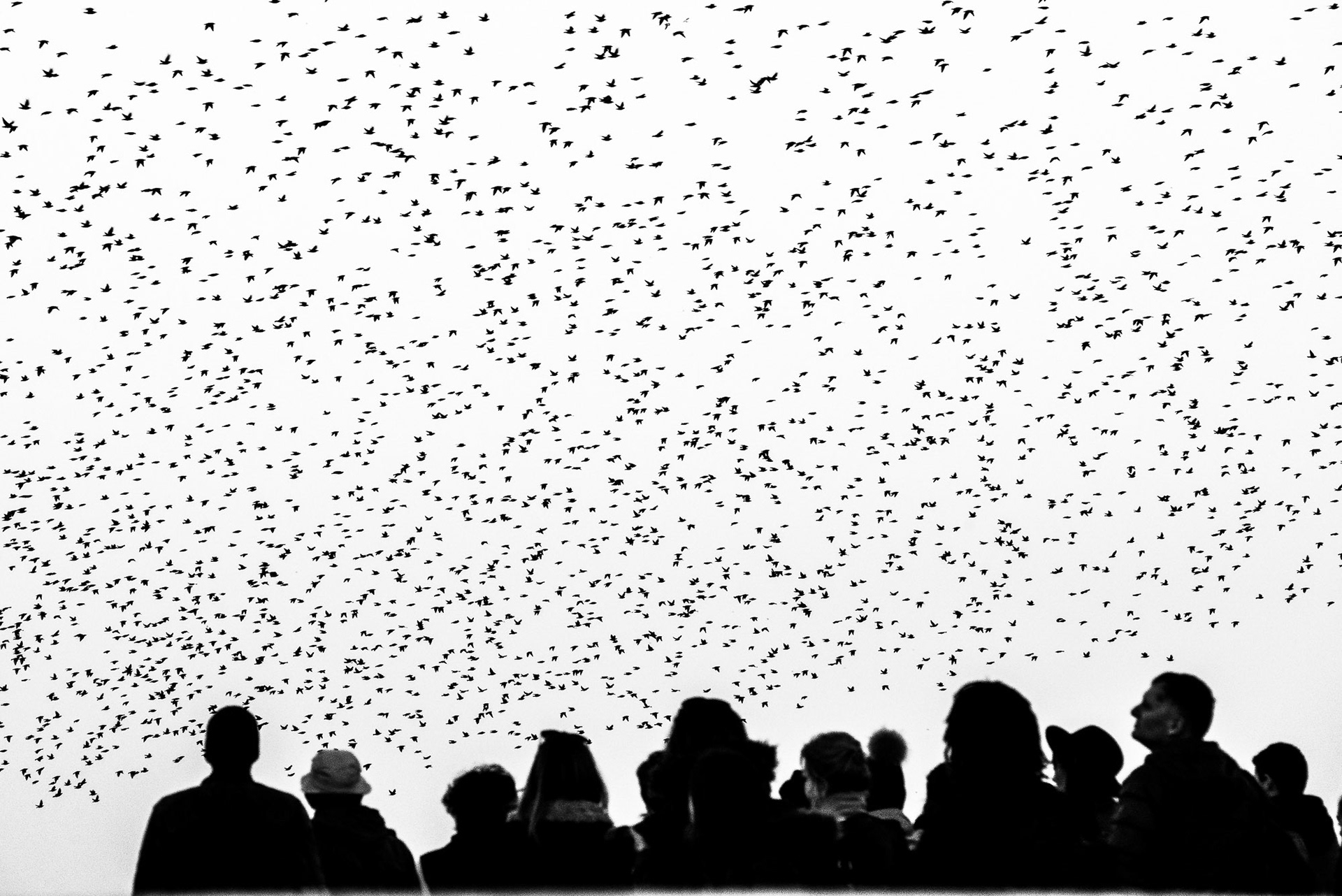 Brighton, Murmuration of Starlings 
