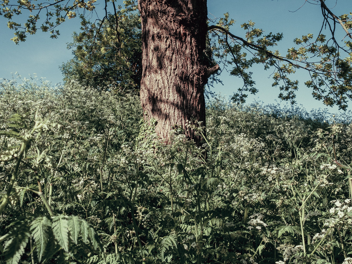 Woodberry Wetlands, London Wildlife Trust, 2021