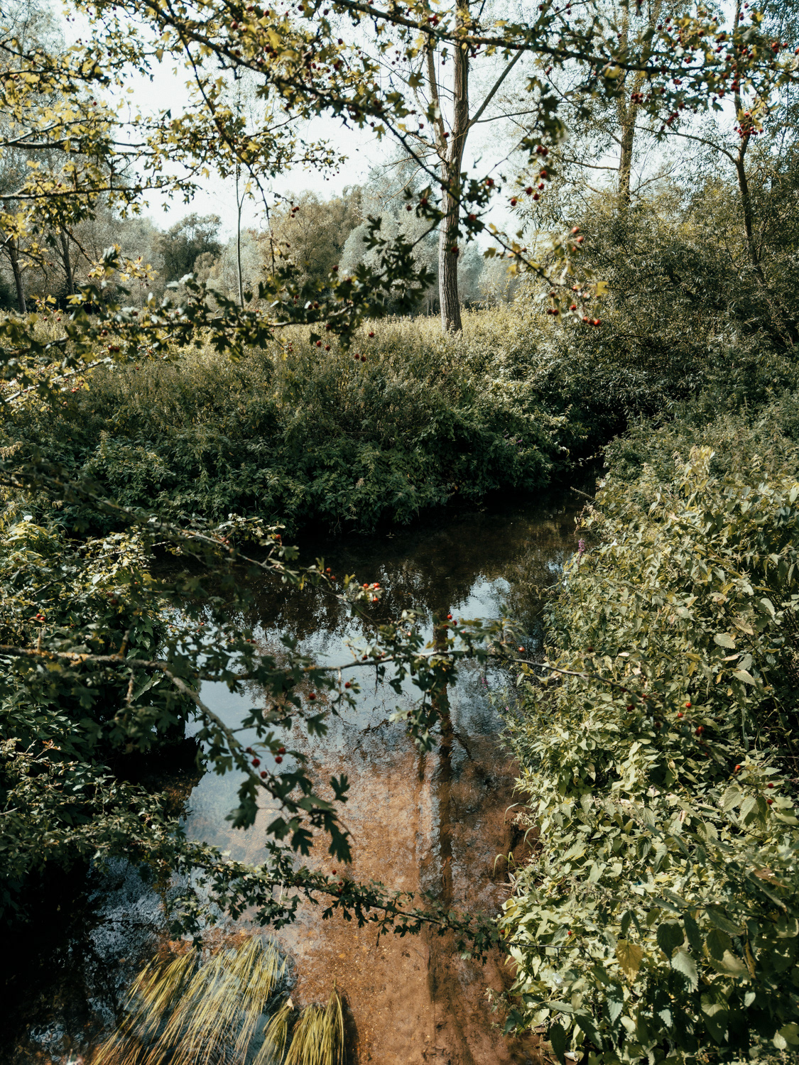 Dedham Vale, England UK, summer 2024