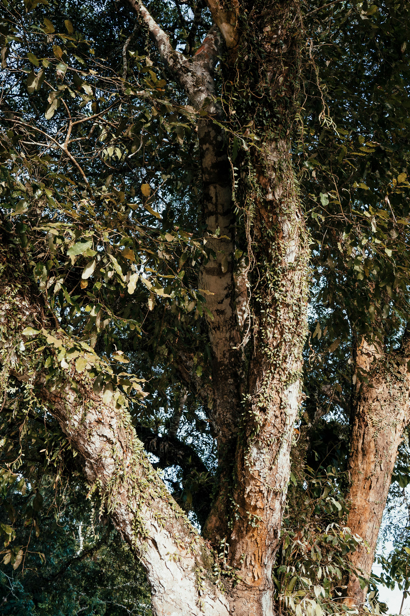 Trancoso Bahia Brazil 2023