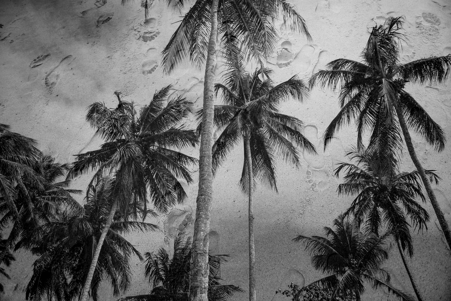 Coconut tree 
