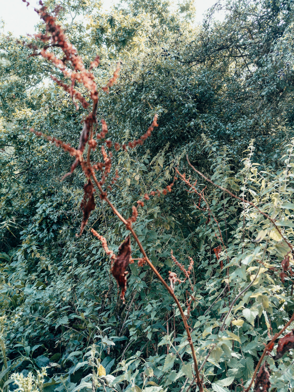 Dedham Vale, England UK, summer 2024