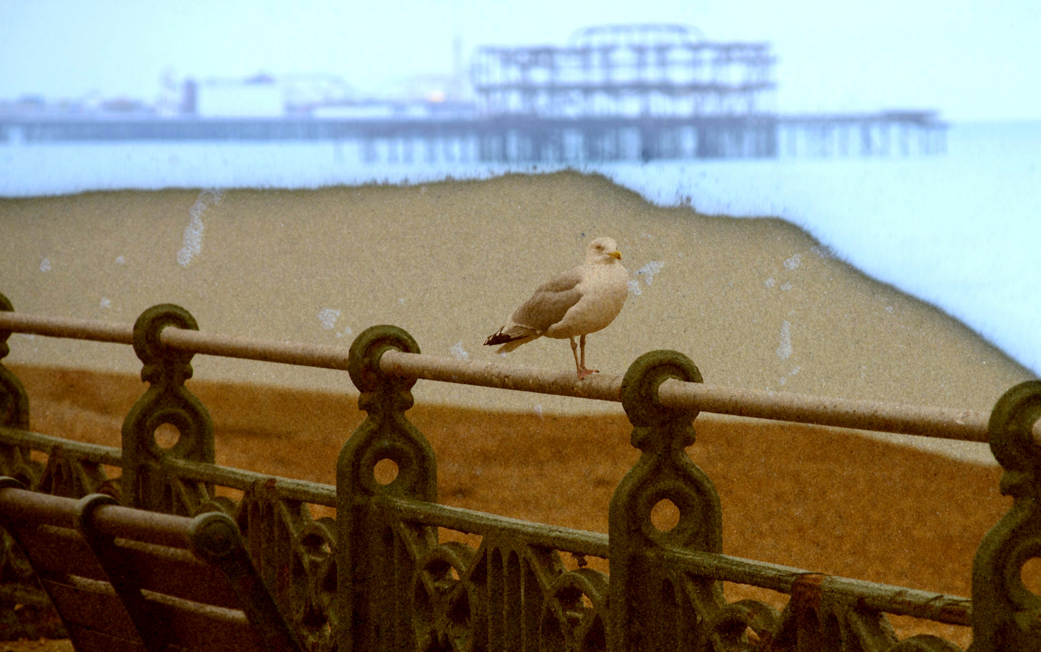 Brighton 