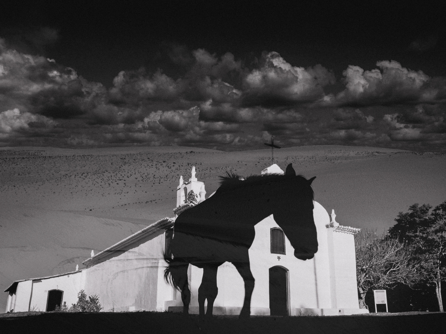 Horse 
