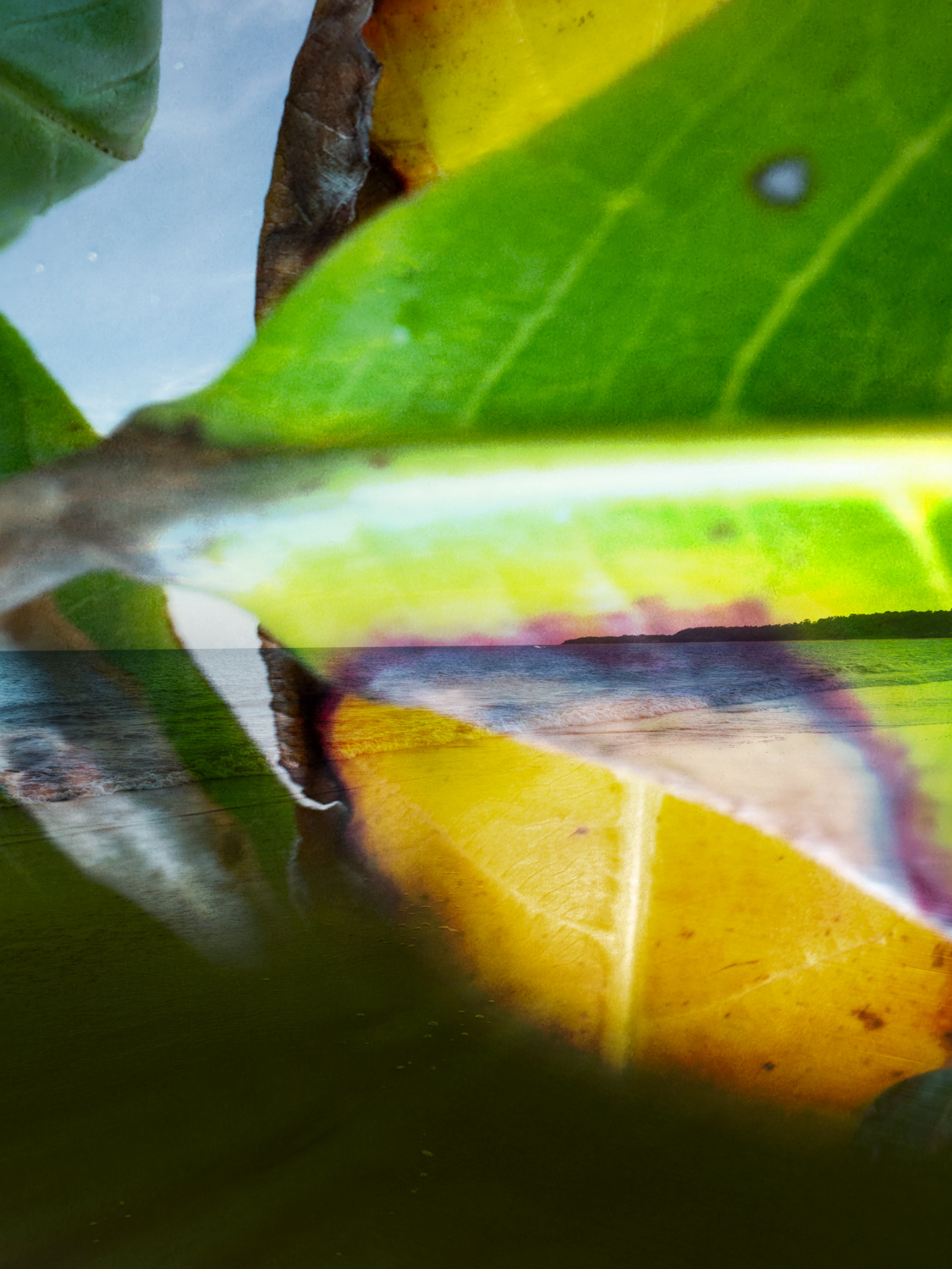 Brazil colours 