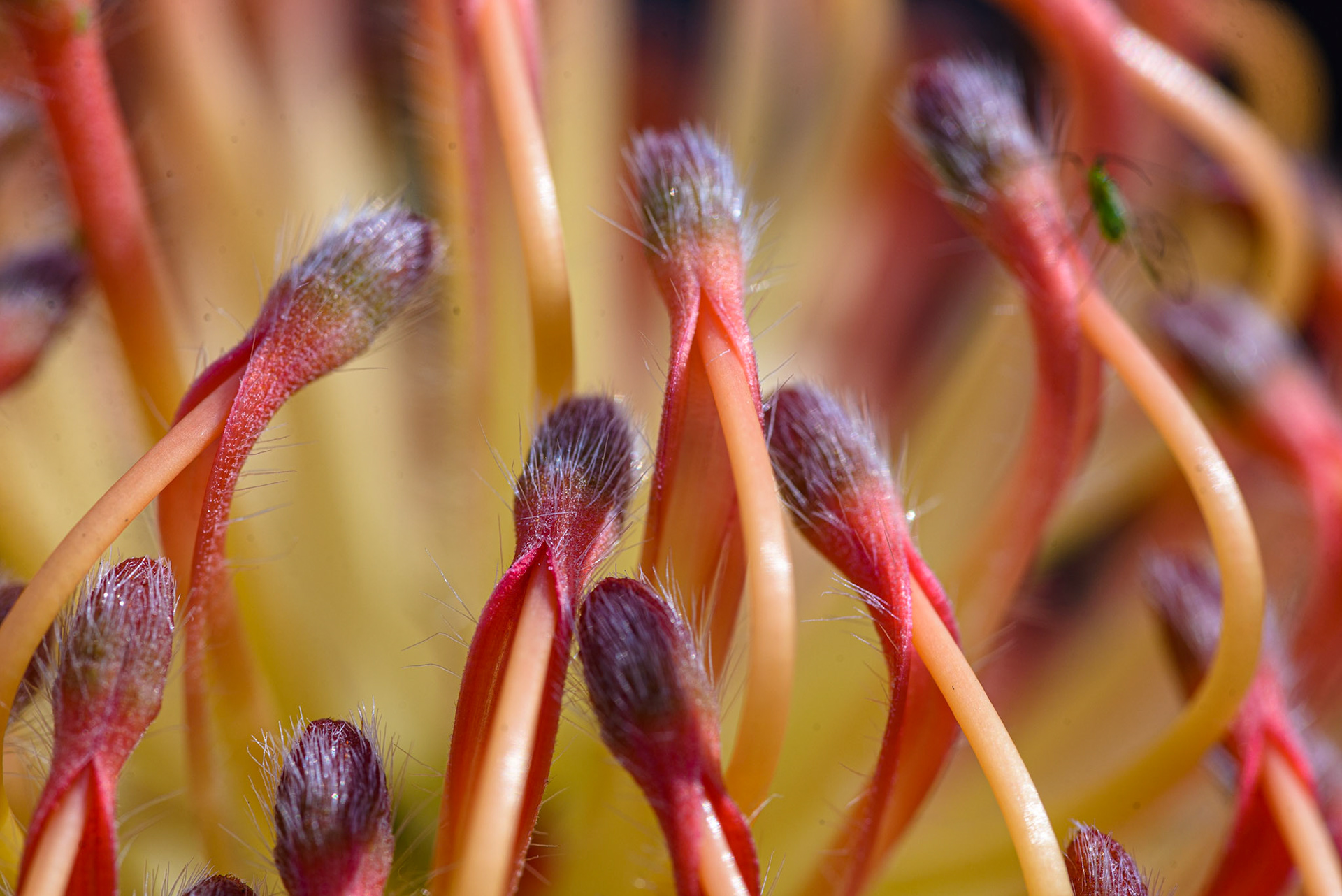 An exotic South African flower in bloom