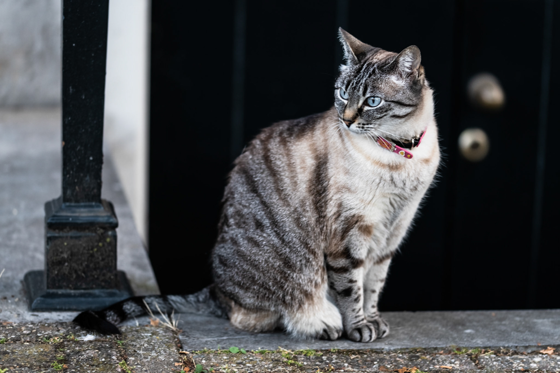 A neighborhood cat waits for his owner at the intersection of Keizersgracht and Amstel in Amsterdam's Canal District