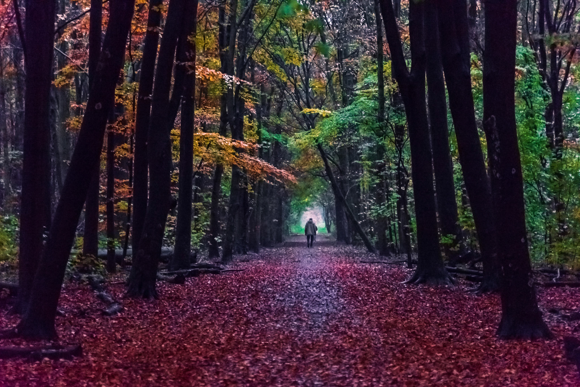 Deep in the Amsterdamse Bos