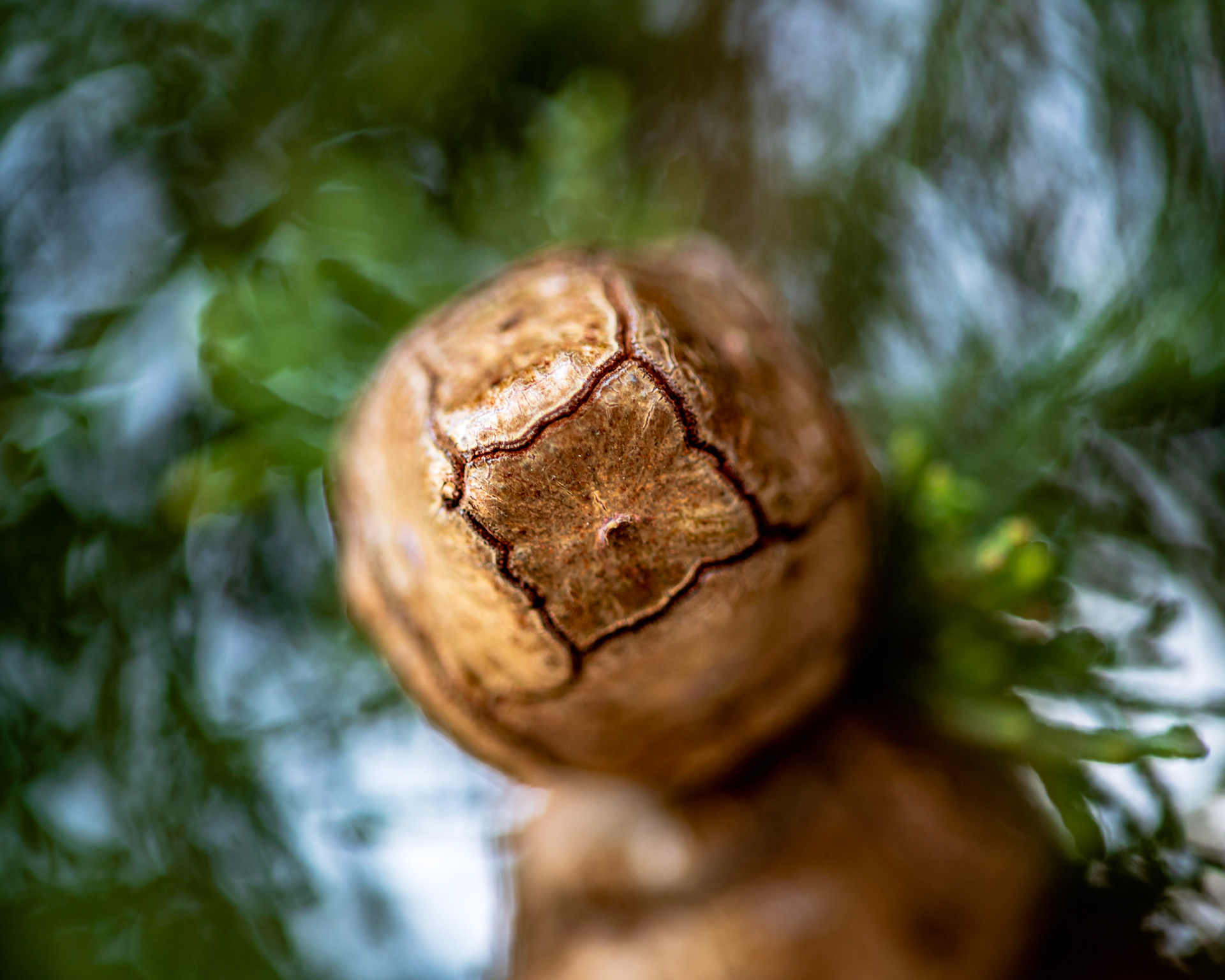 A Pine Cone on the Dalmation Coast