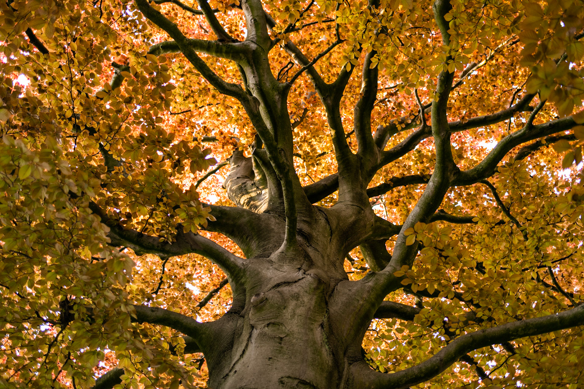 A monumental Beech tree in Den Haag, April 2022.
