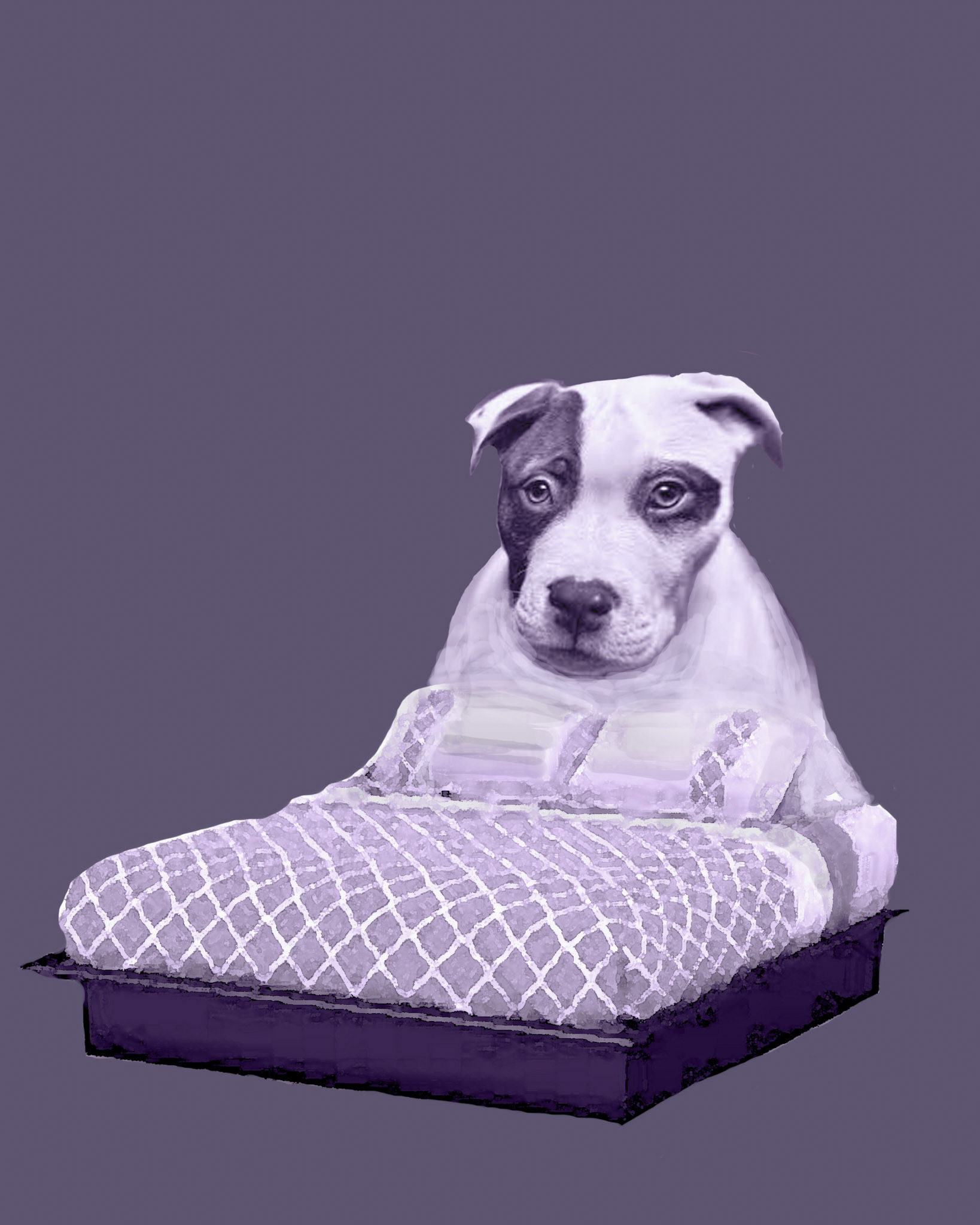 Judith Present [Award for Uniqueness of Concept and Originality] - Dog Bed - judithpresent.zenfolio.com