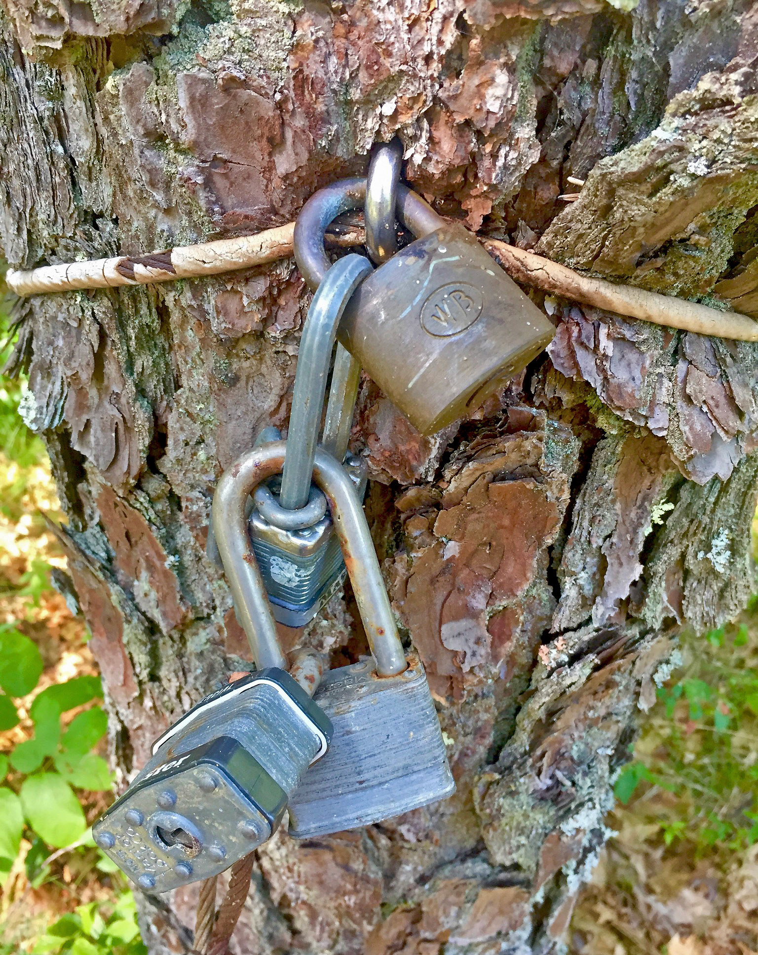 Allyson Melly - Tree Locks - photography