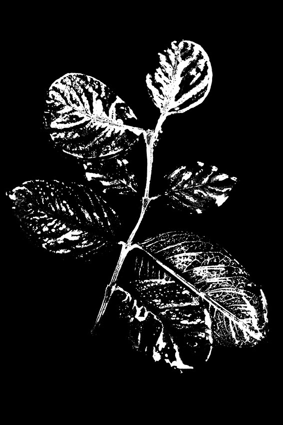 Portfolio Selection - Guilherme Bergamini - Photogram (series) - fotograma - guilhermebergamini.com