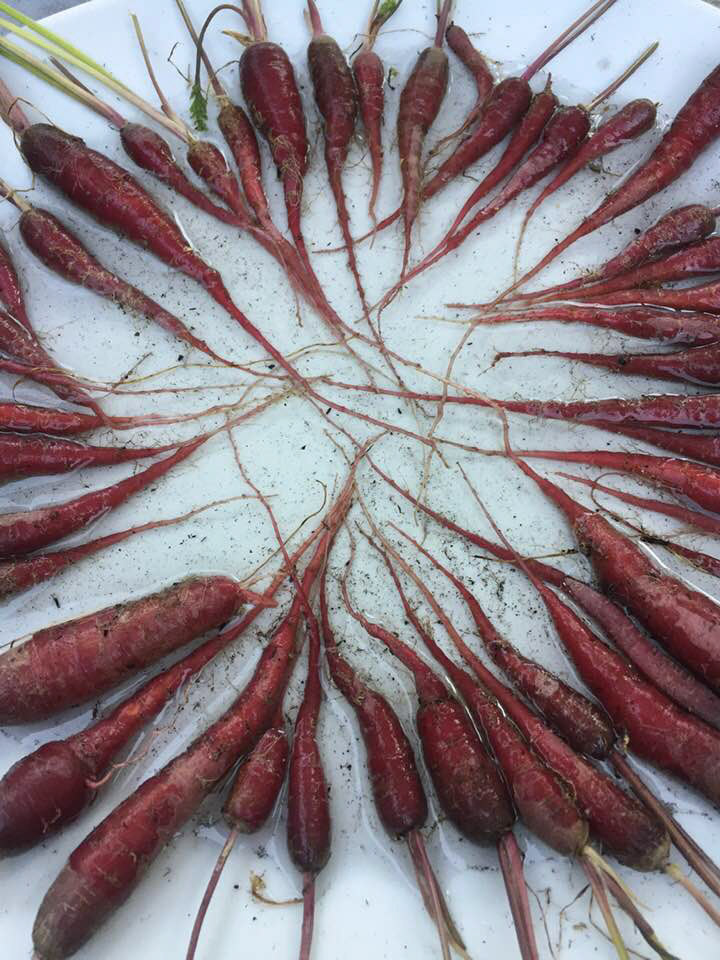 Amanda Yskamp - Carrot Circle - photograph
