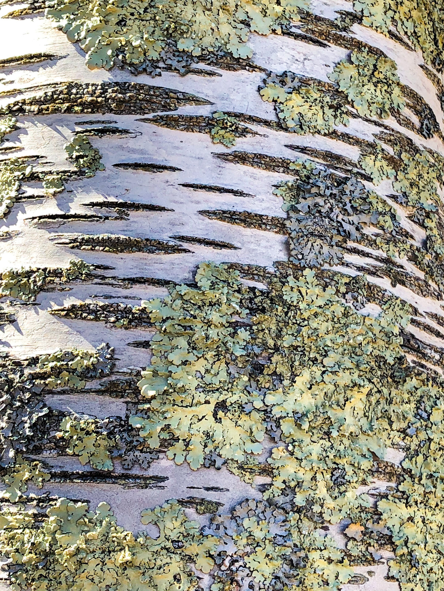 Patty Dysart - Birch - photograph - www.dysartcreative.com