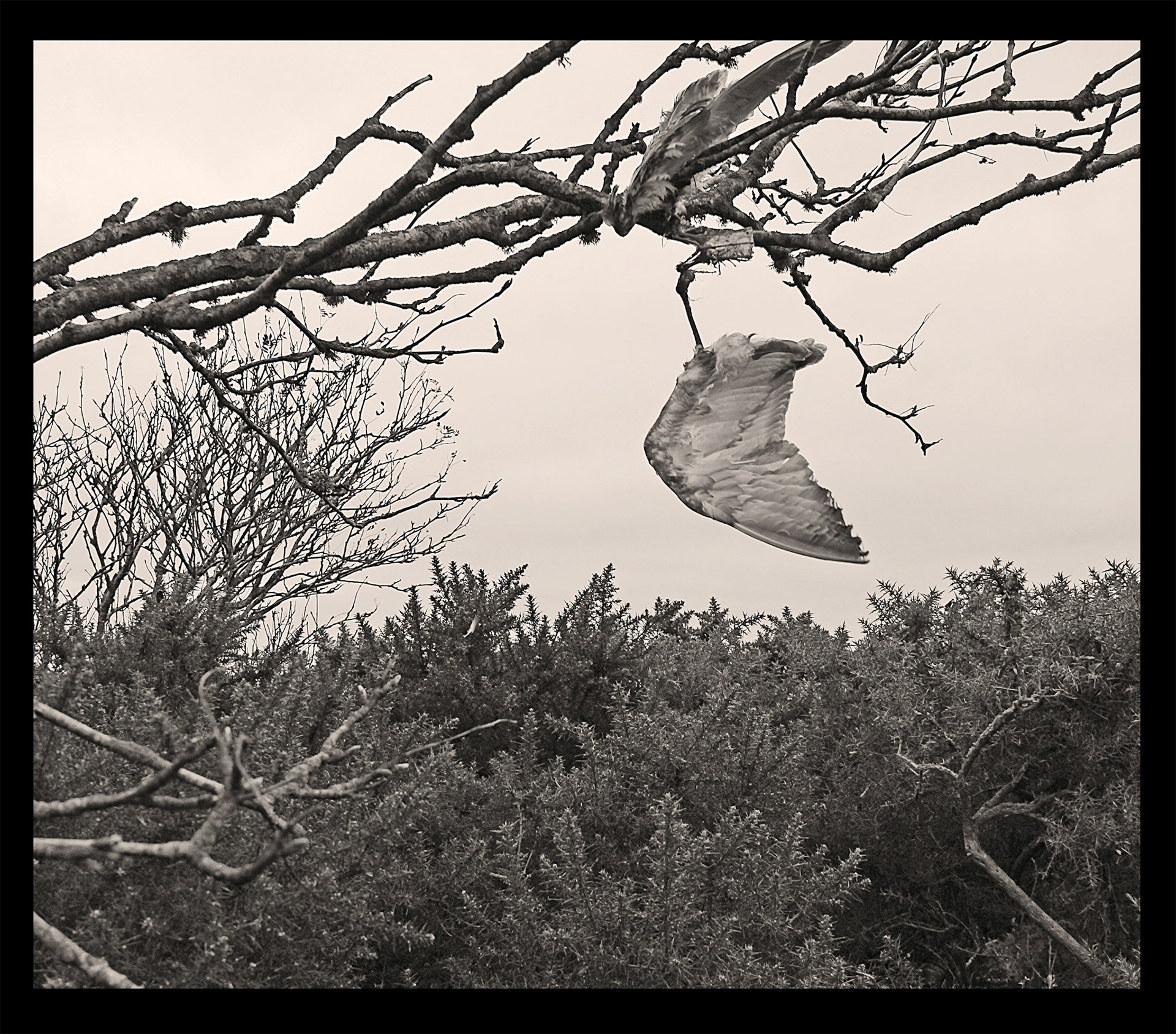 Cary Loving - Wing - photography - www.caryloving.com