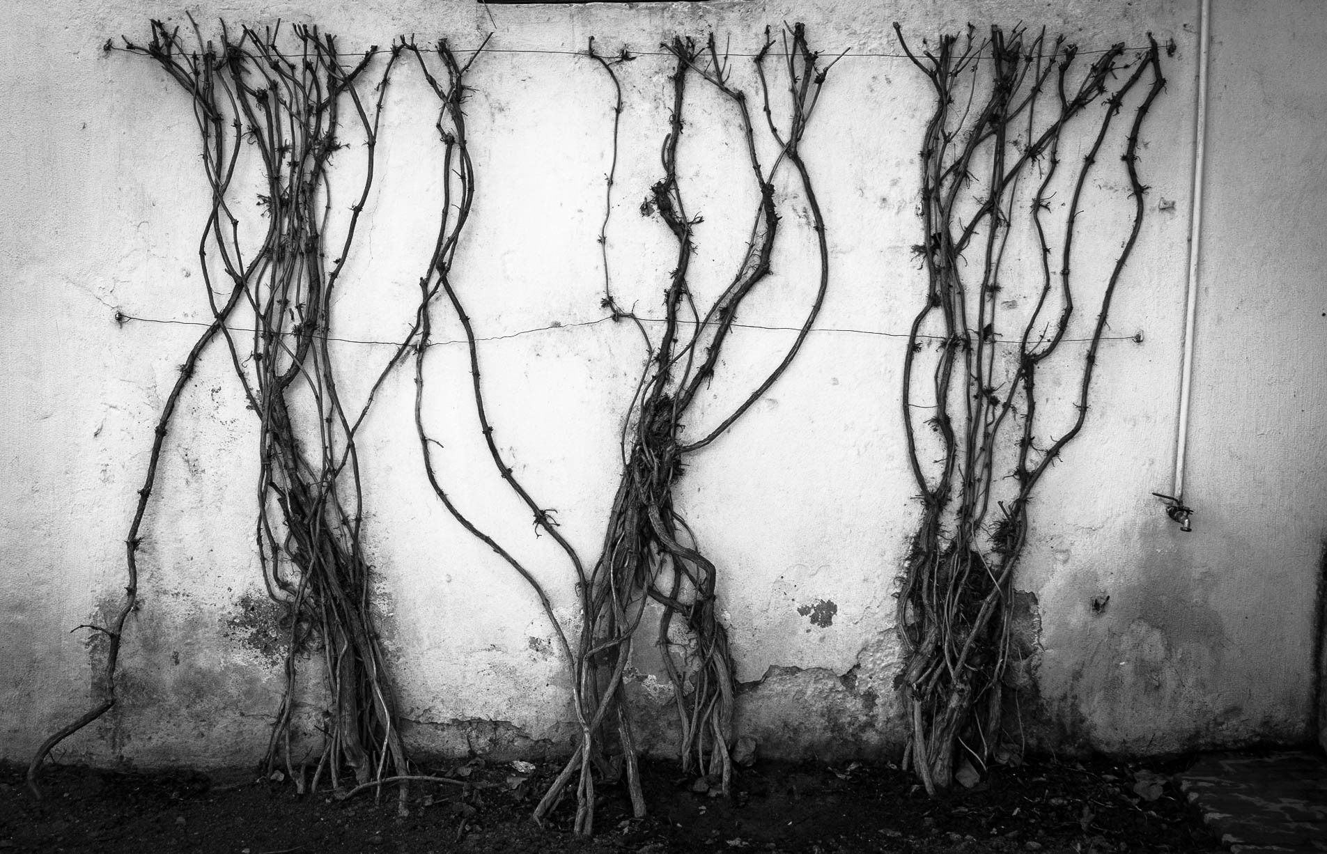 Justen Ahren - Vines on Wall - photograph - justenahren.com