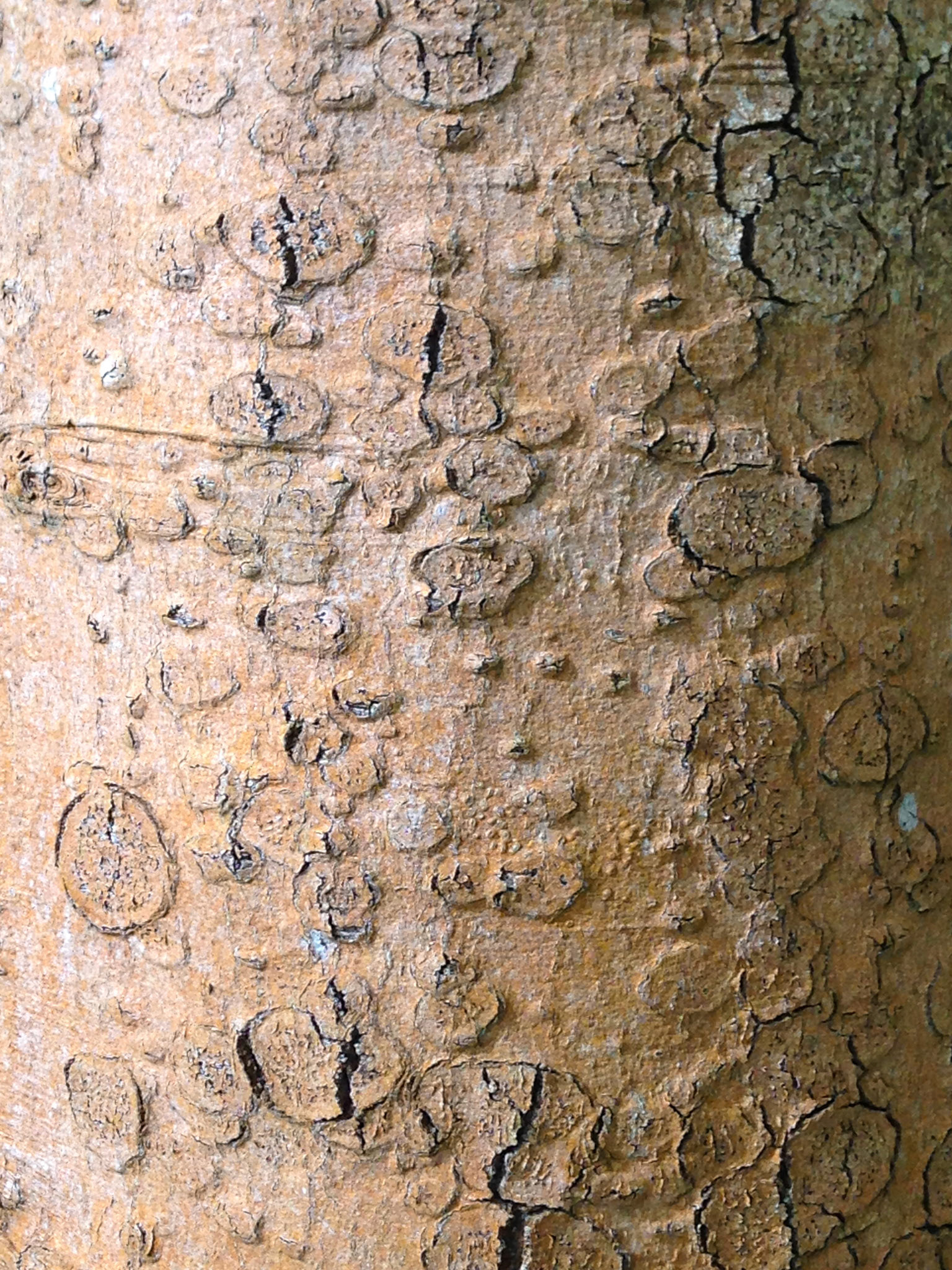 Patty Dysart - Bark - photograph - www.dysartcreative.com