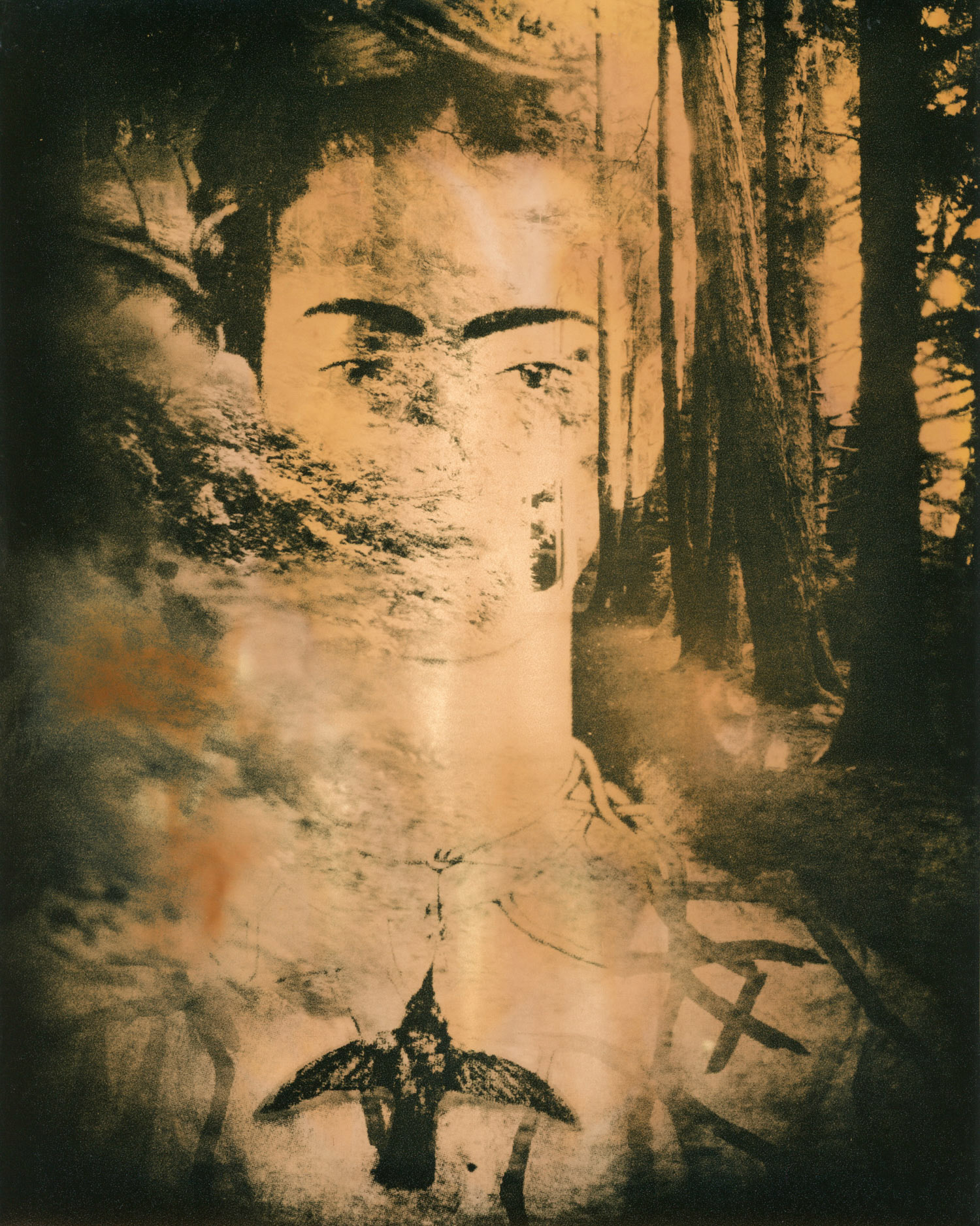 BEST IN SHOW - Amy Kanka Valadarsky - Untitled #3 - photograph - www.amykankaphotography.com
