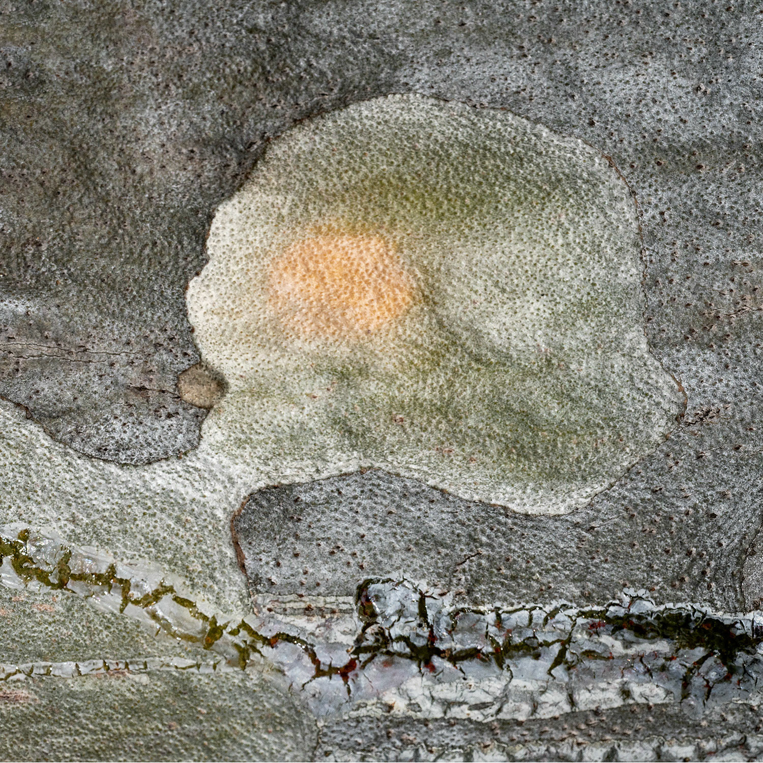 Jane Soodalter - Separated at the Border - photograph - www.janesoodalter.com