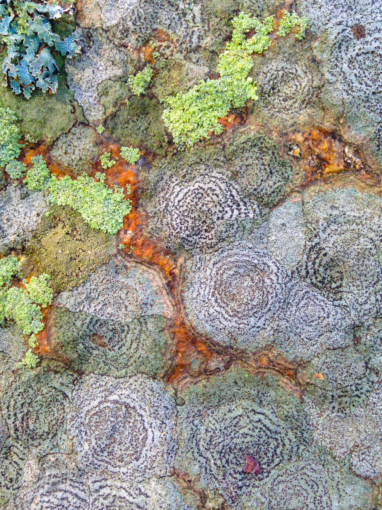 Patty Dysart - Lichen - photograph - www.dysartcreative.com