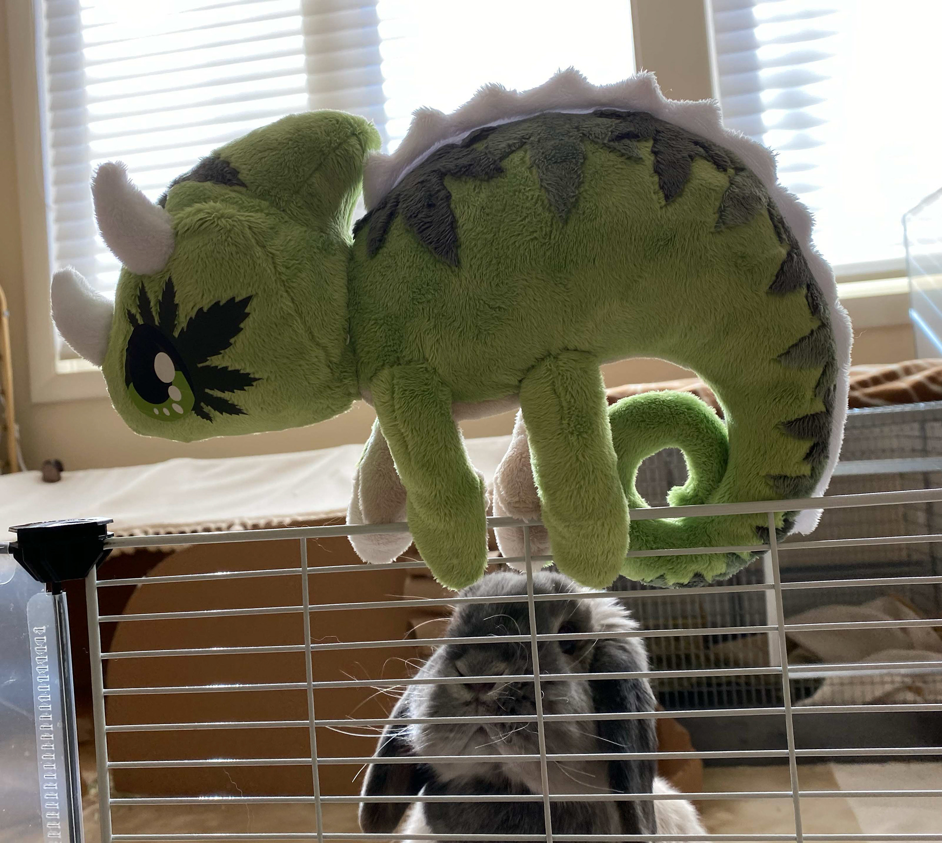 Looks like my mini lop bunny Dolly Parton spotted Chira scaling her enclosure!