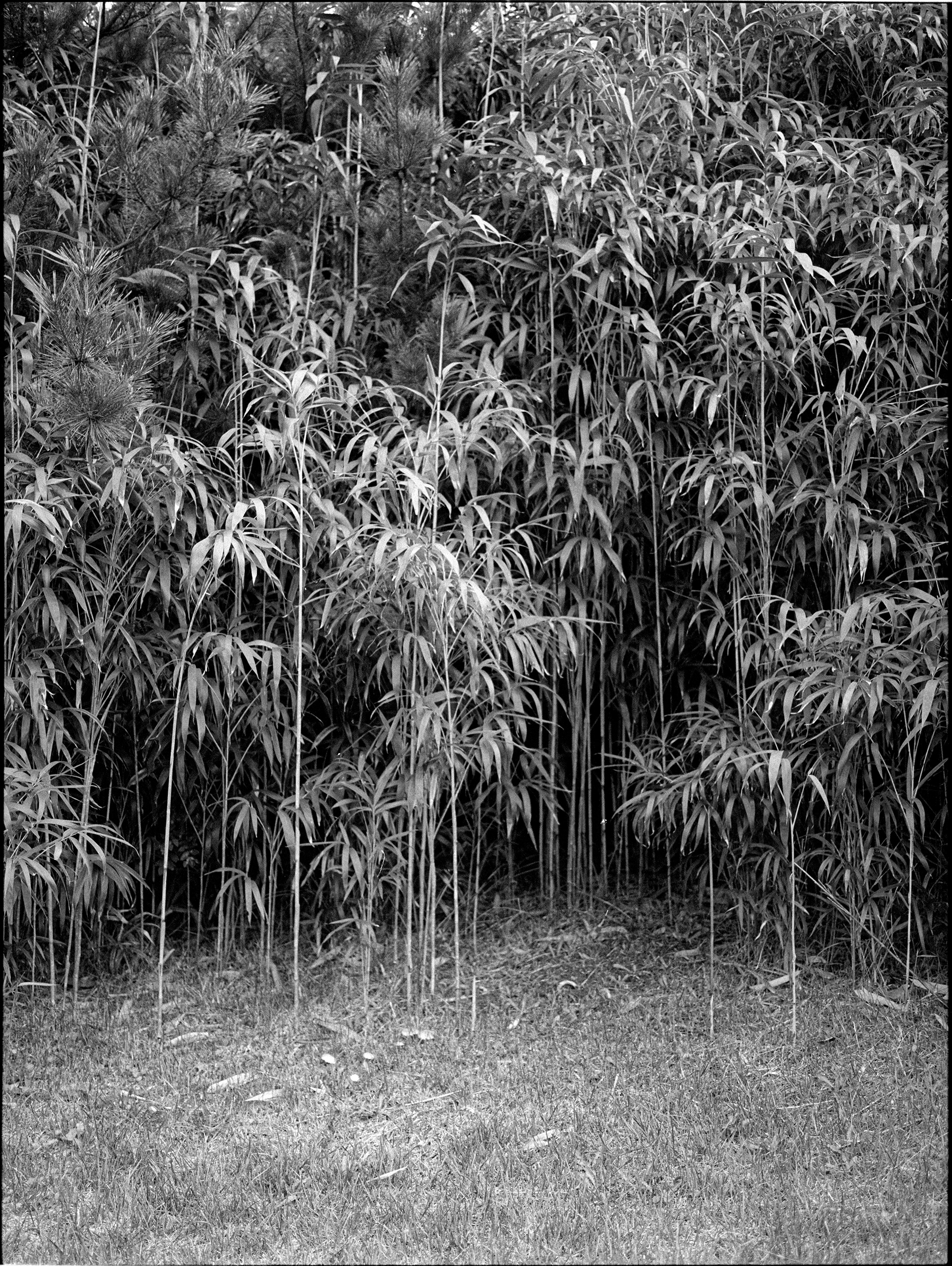 FUJI GS645 PRO / EBC Fujinon S 75mm f3.4 / RPX 400