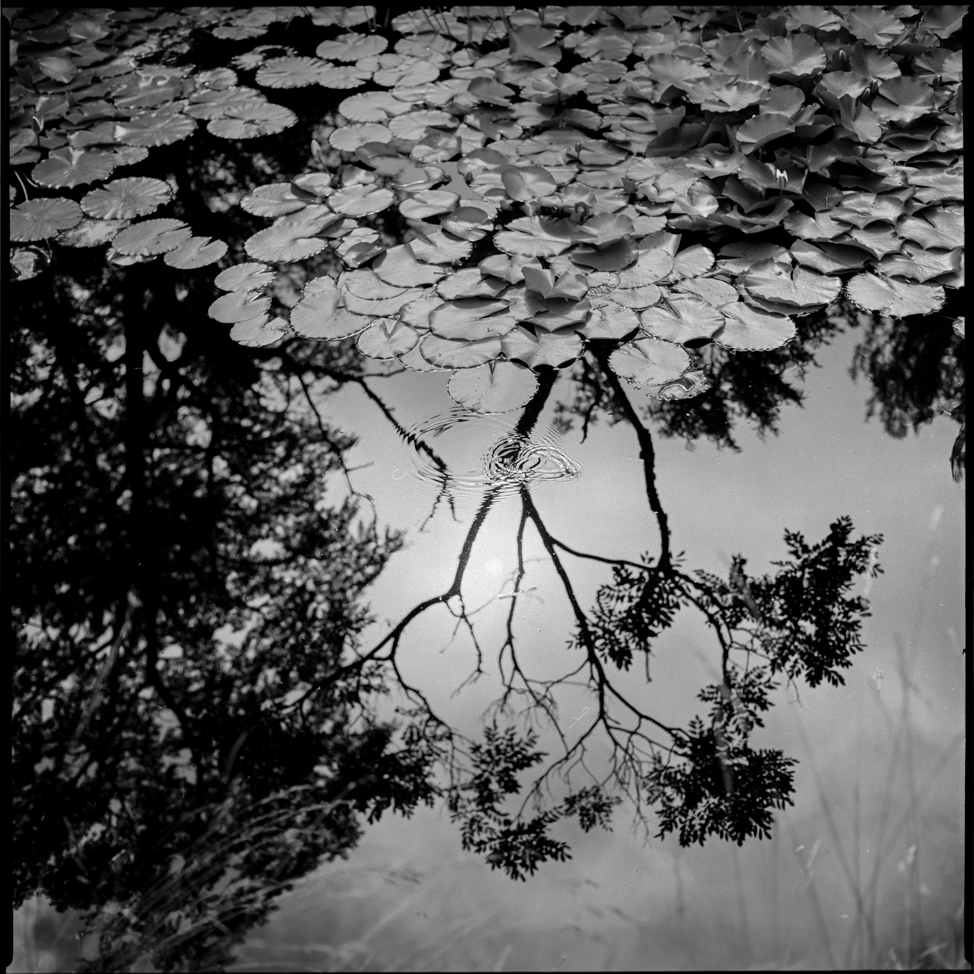 Hasselblad 503cxi / CF80 / RPX25