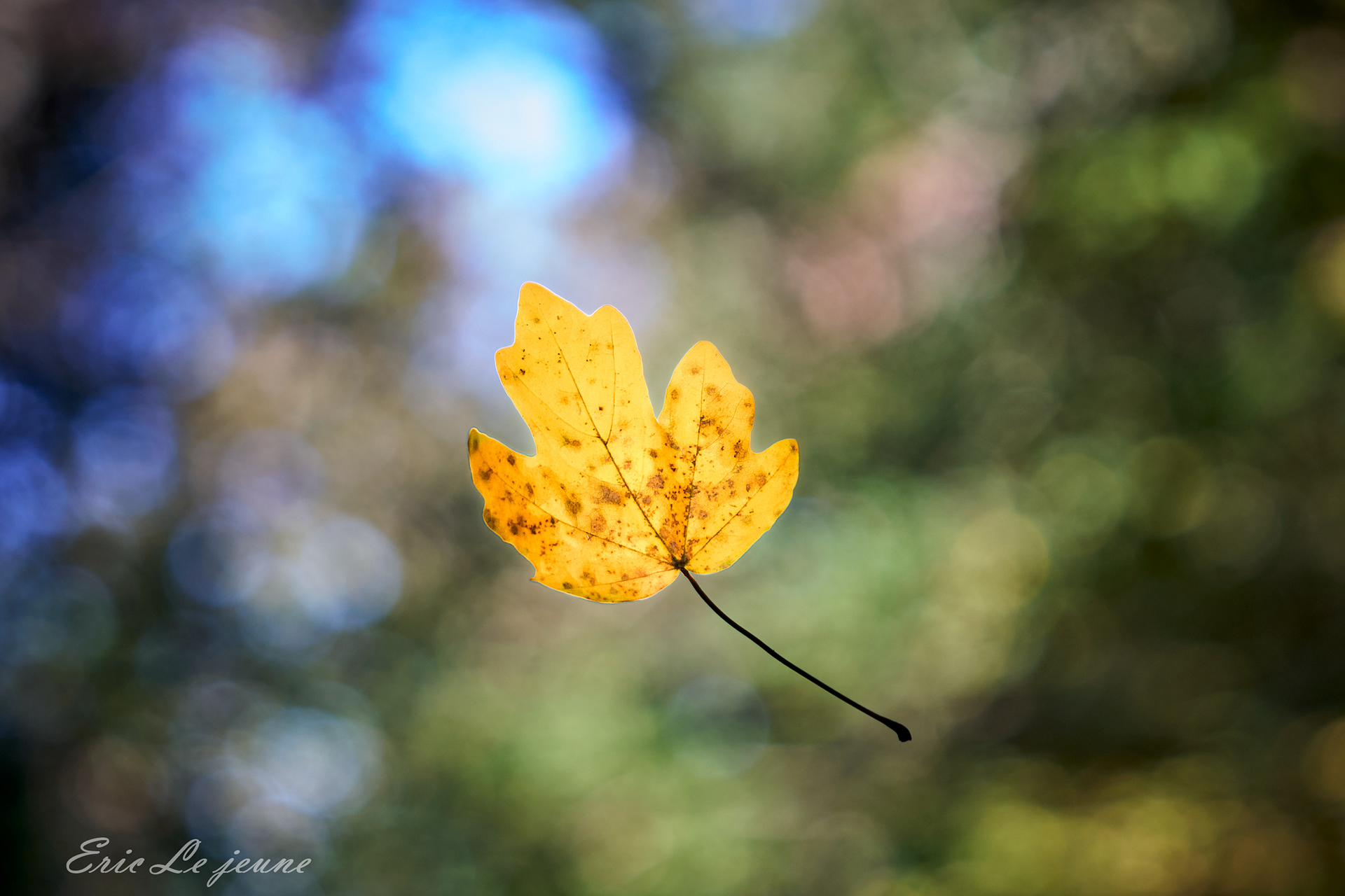 Une feuille au vent
