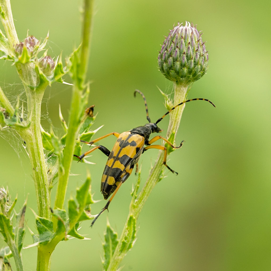 spotted longhorn beetle