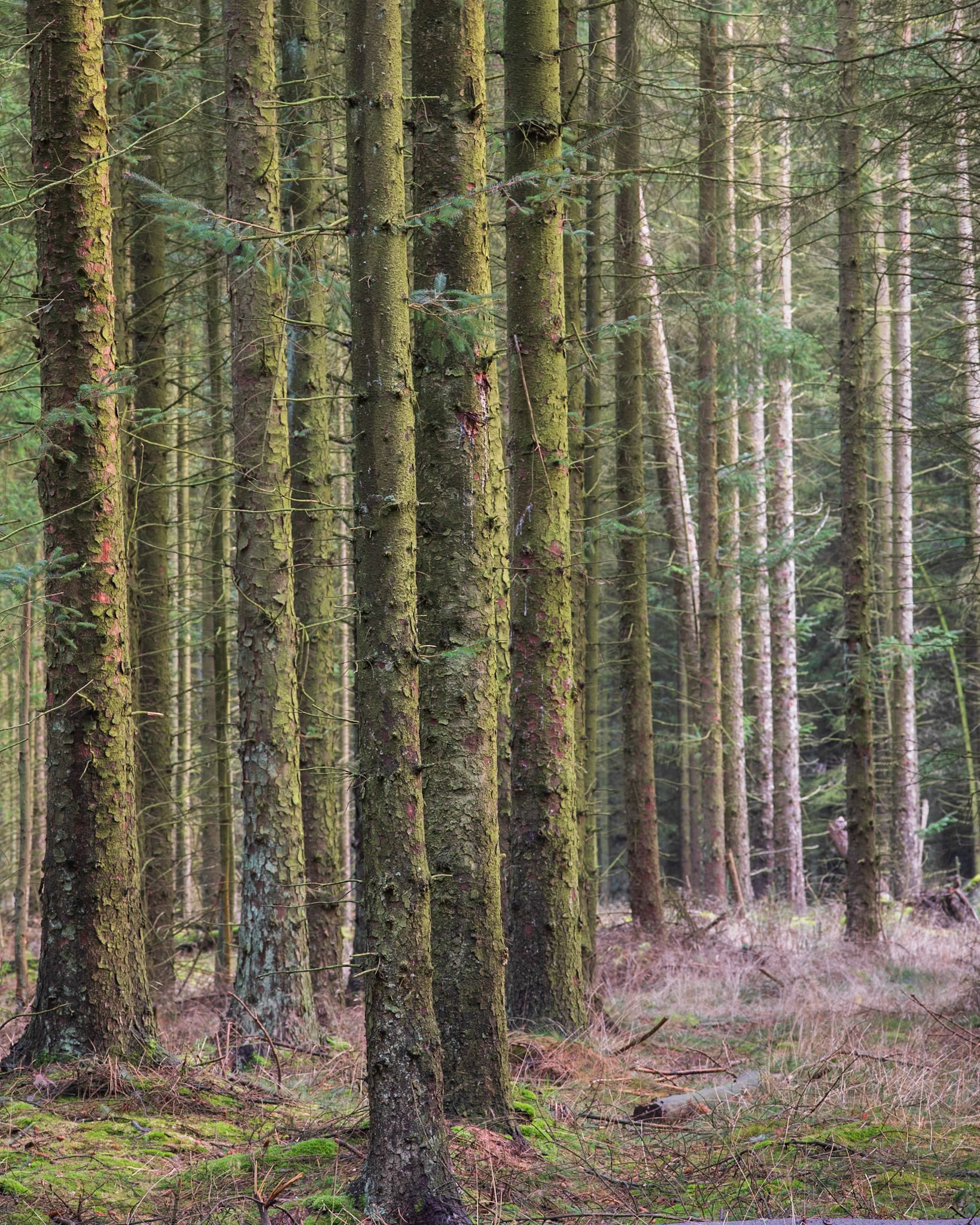 Mærbek Plantage. December 2017