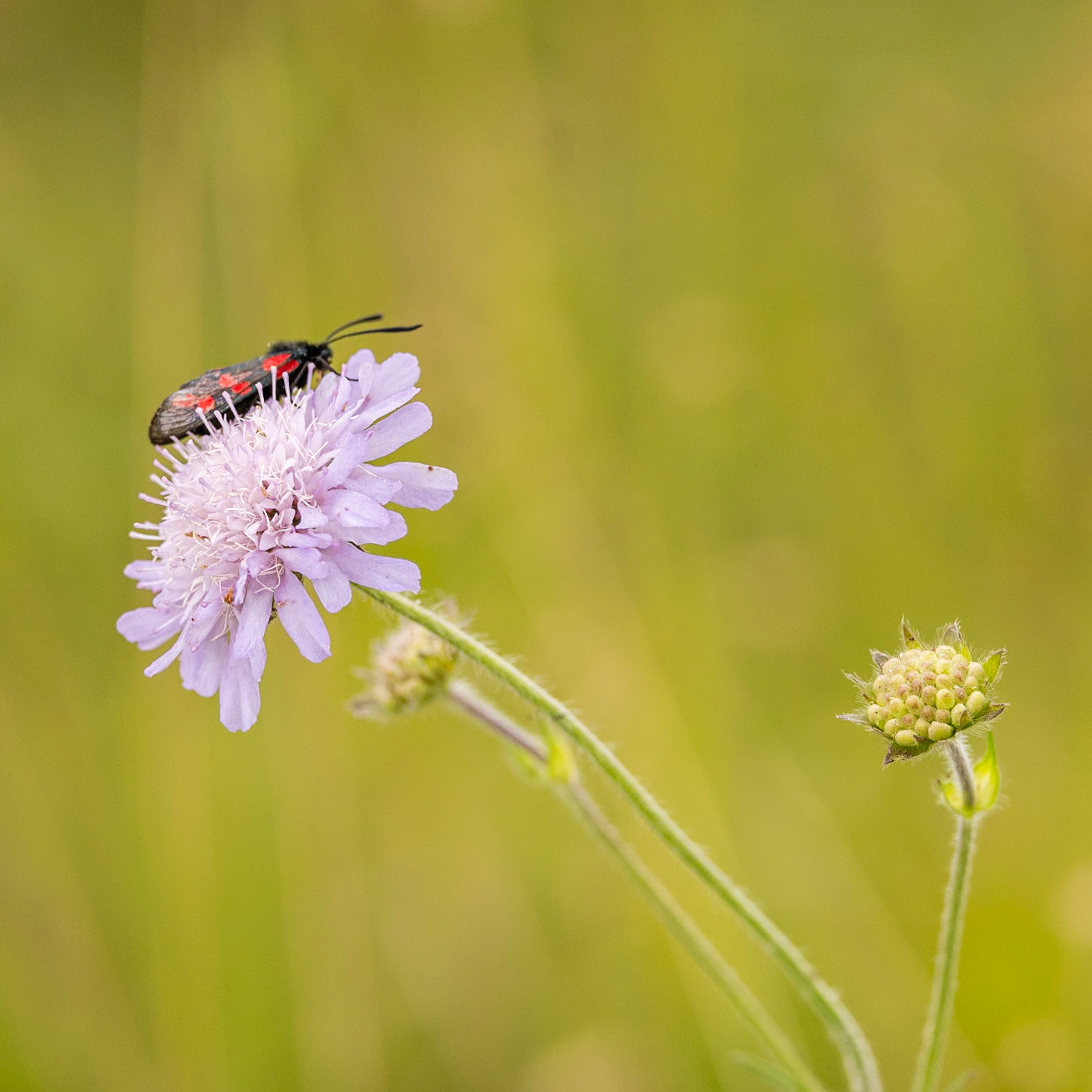 six-spot burnet moth