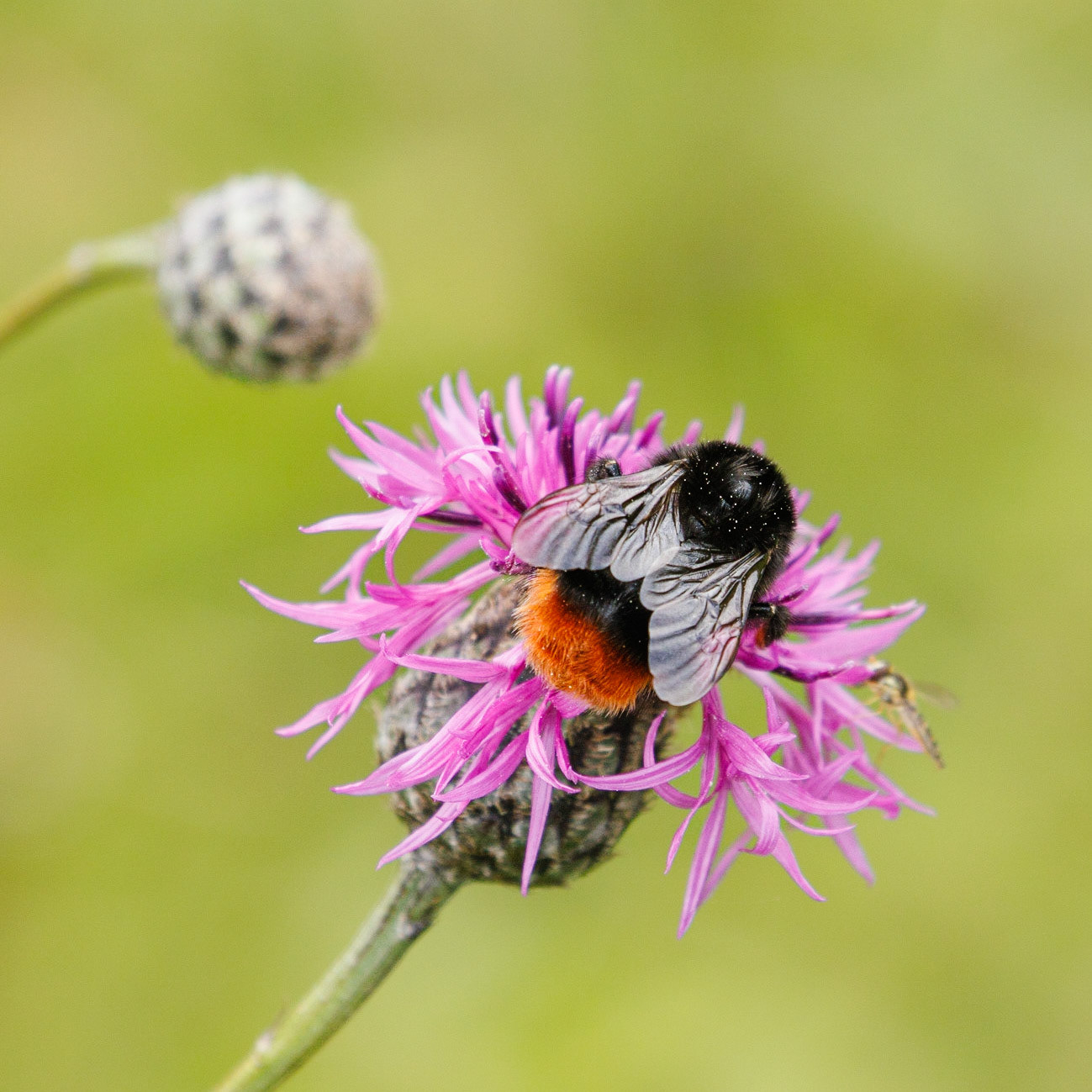 red-tailed bumblebee