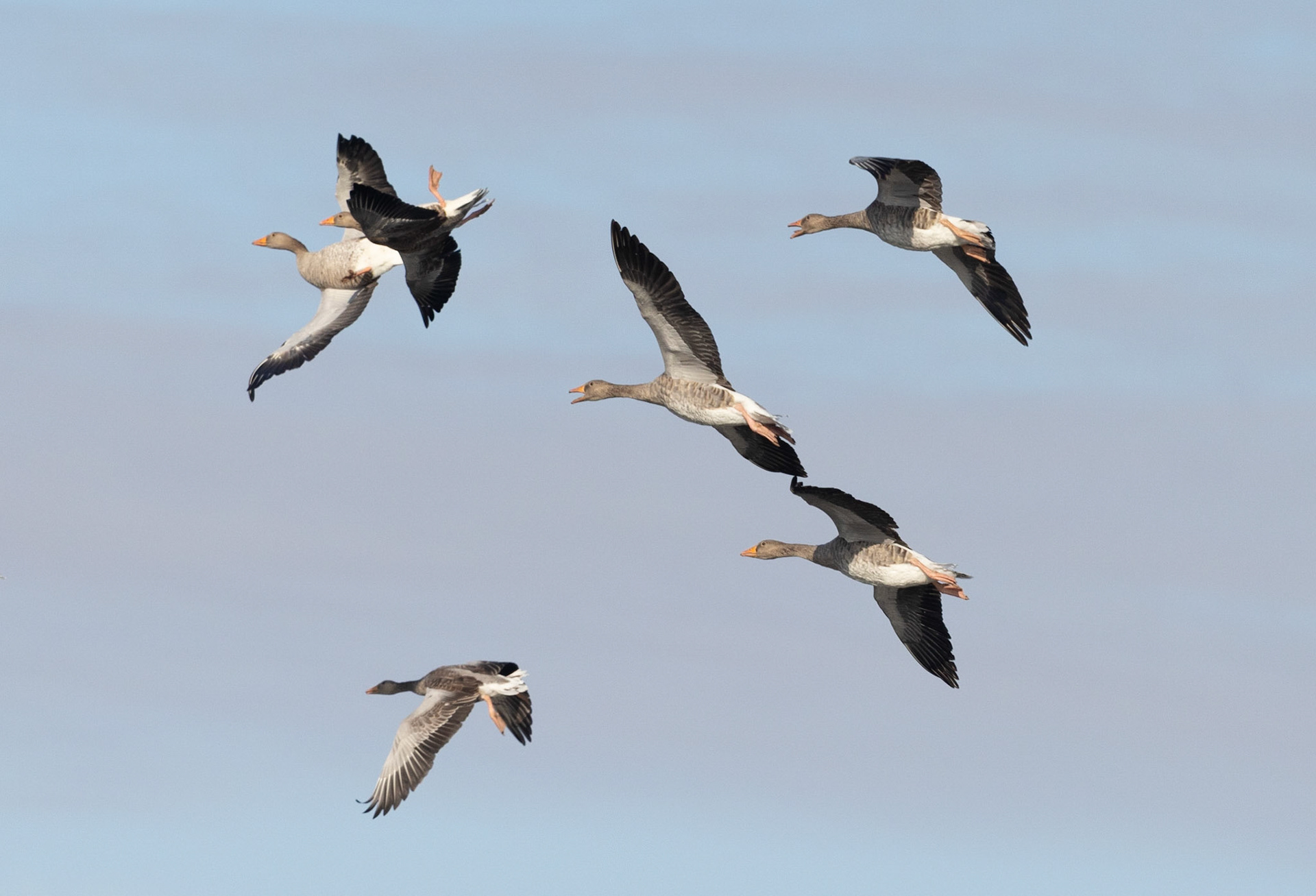 greylag goose