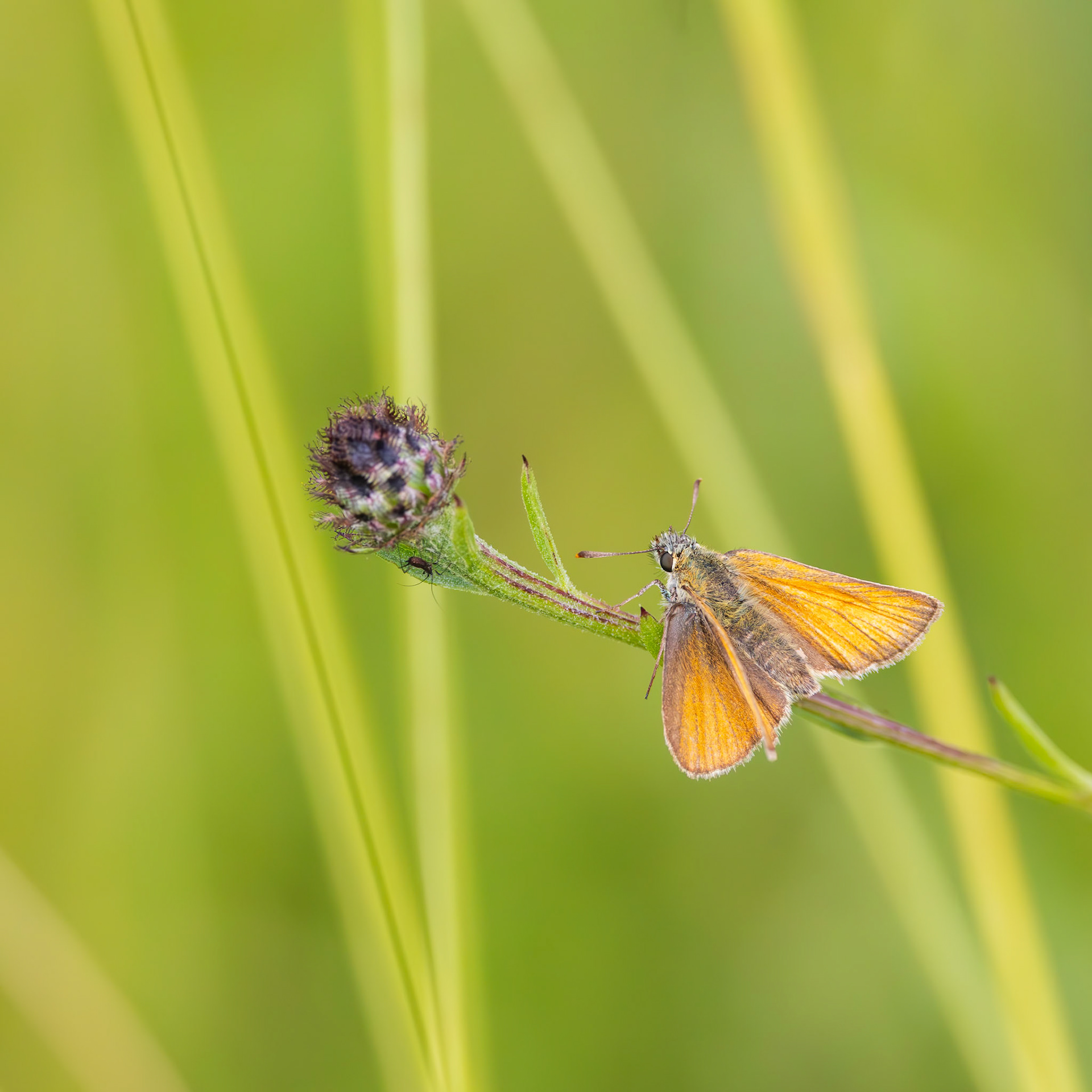 small skipper butterfly