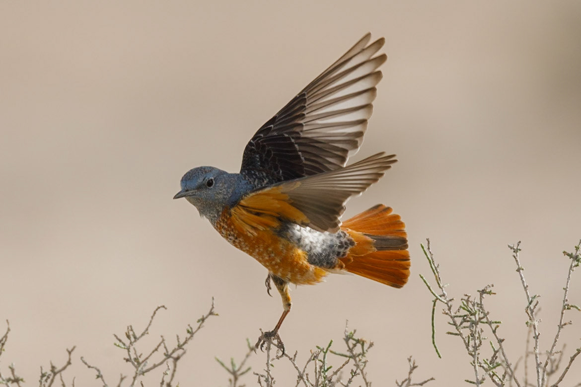 rock thrush