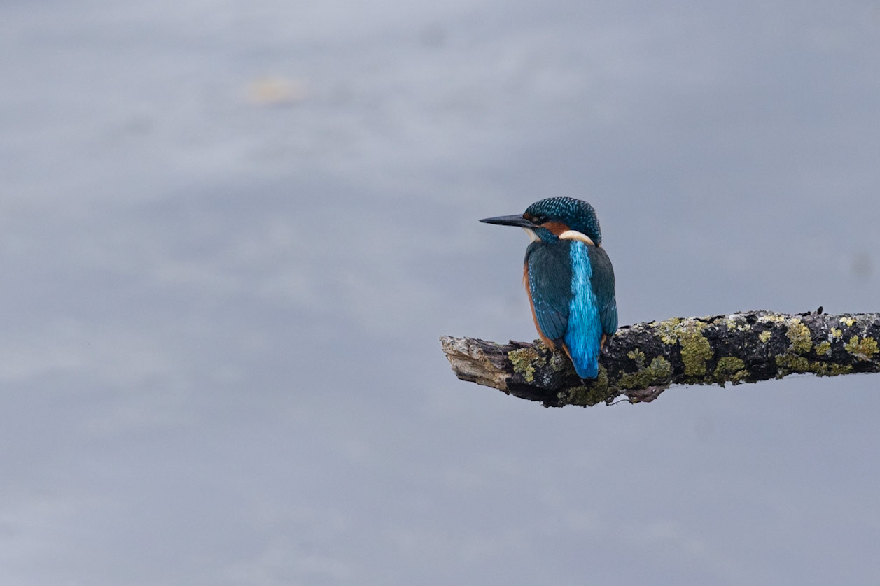 common kingfisher