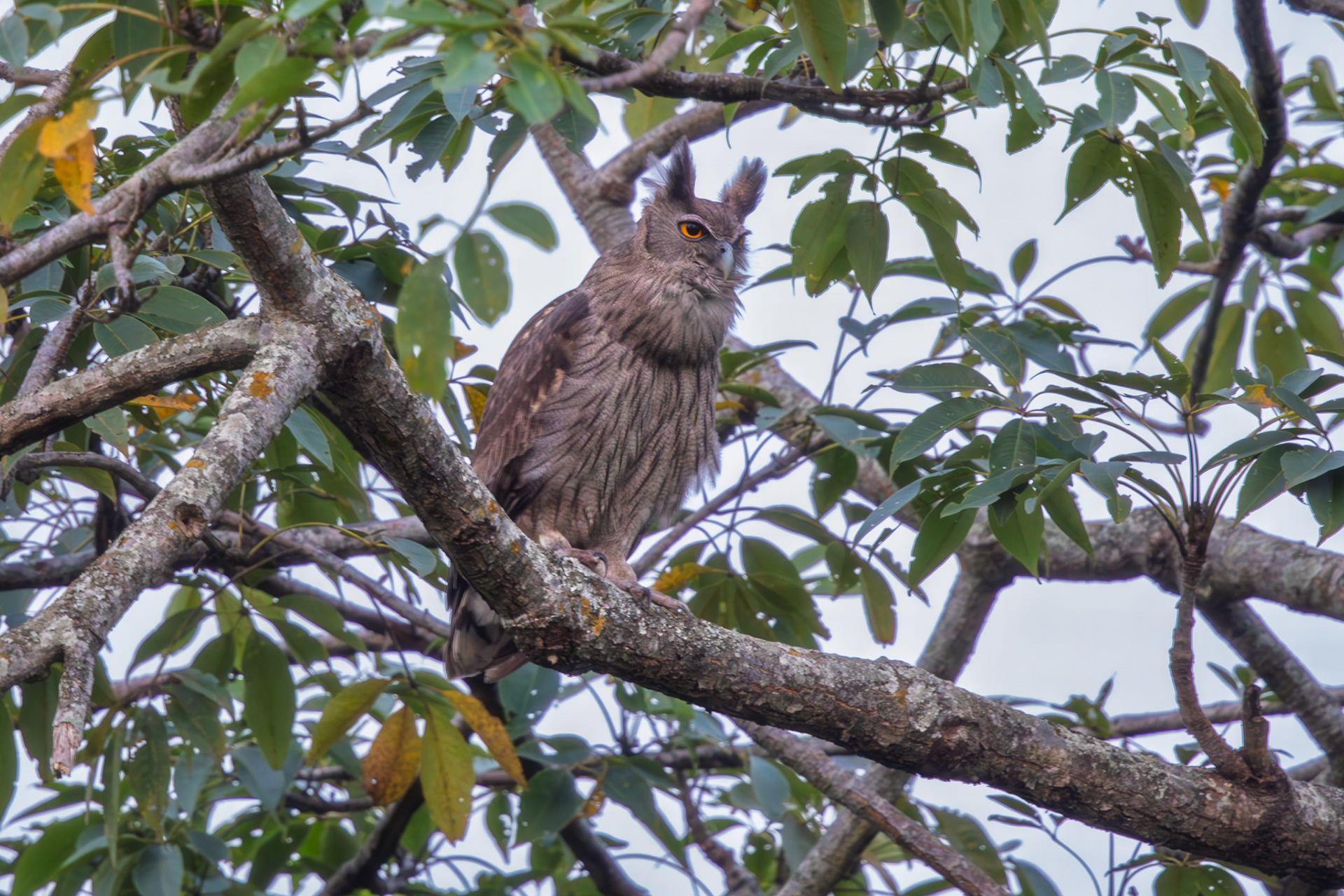 dusky eagle owl