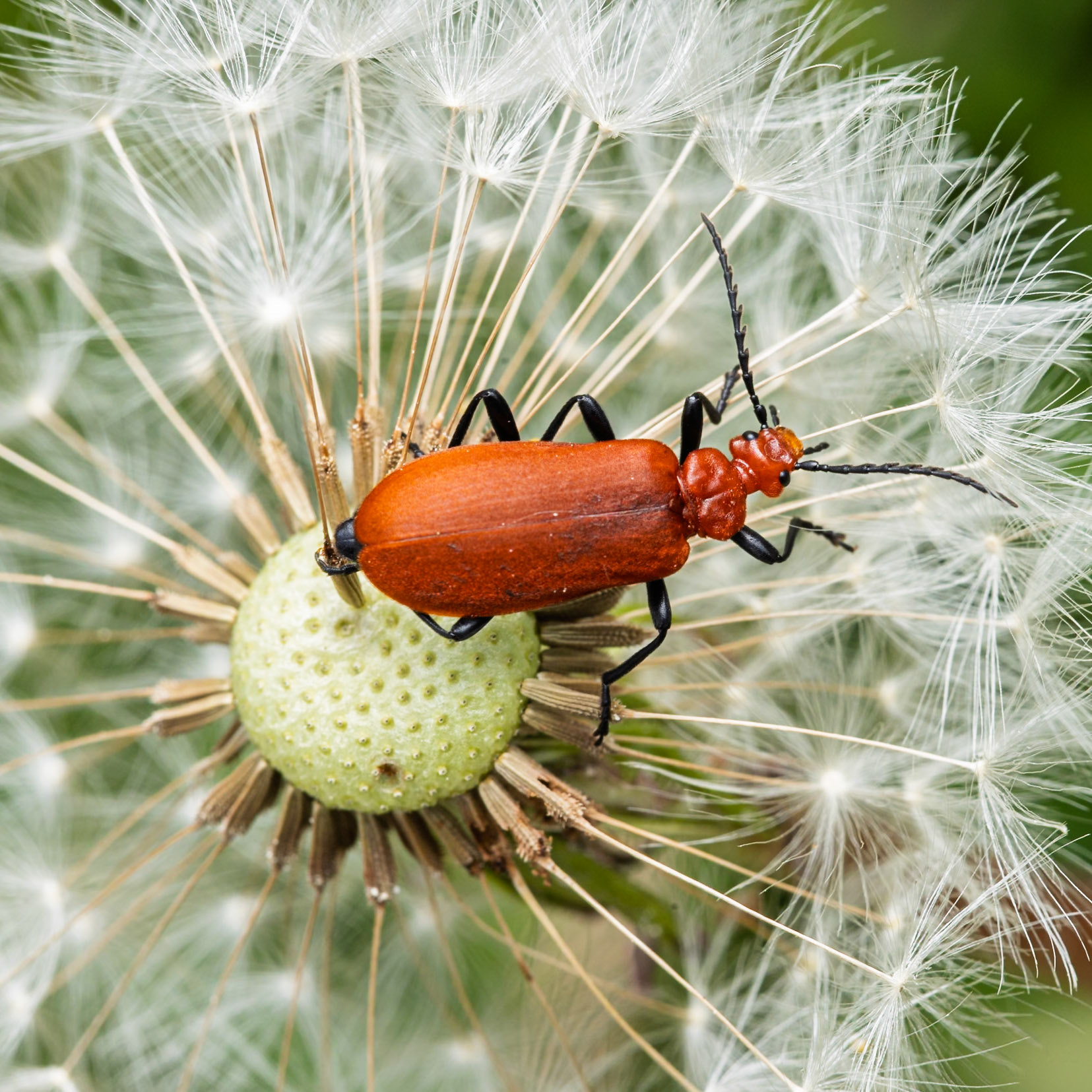soldier beetle