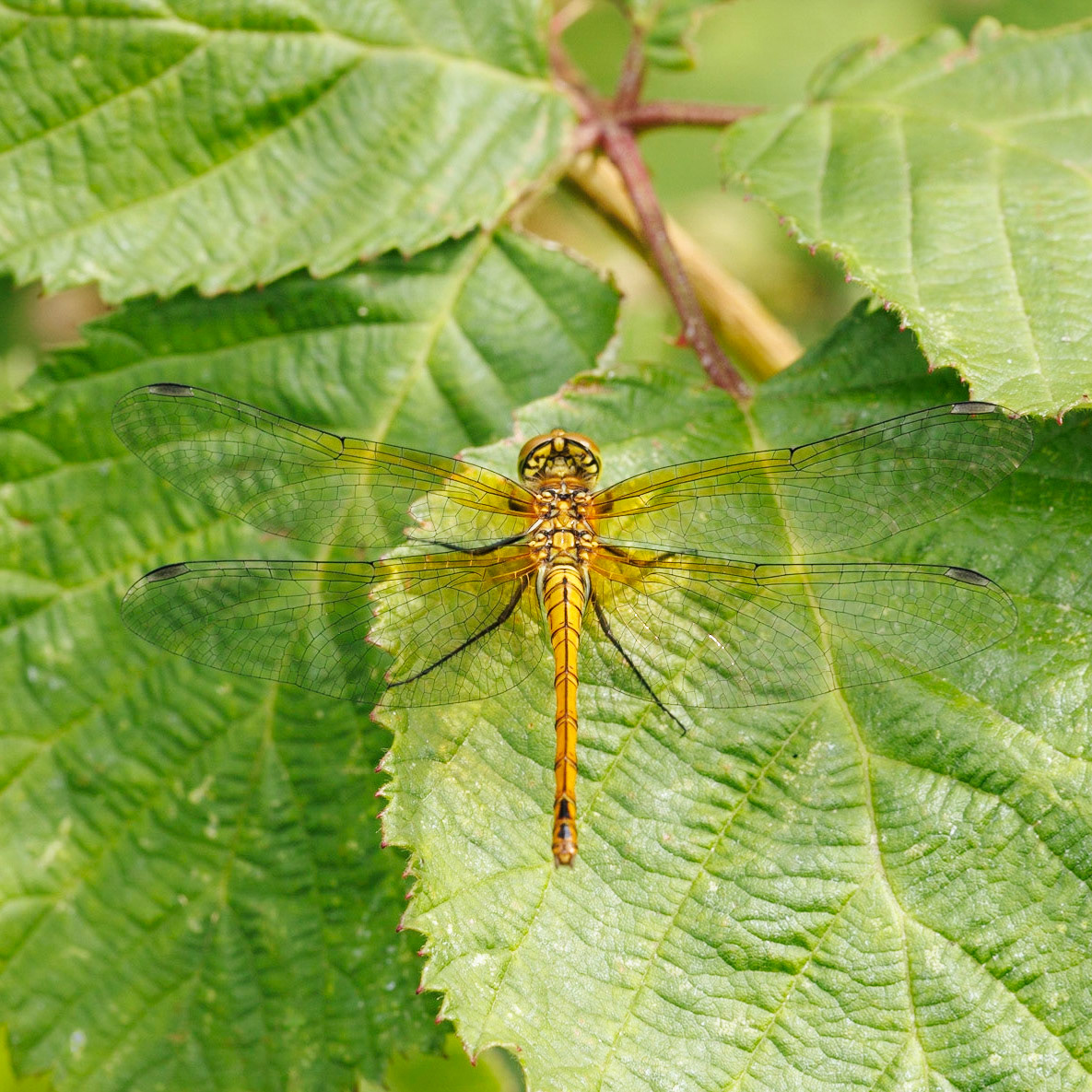 ruddy darter dragonfly