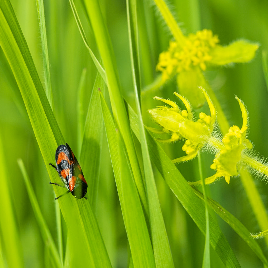 common froghopper